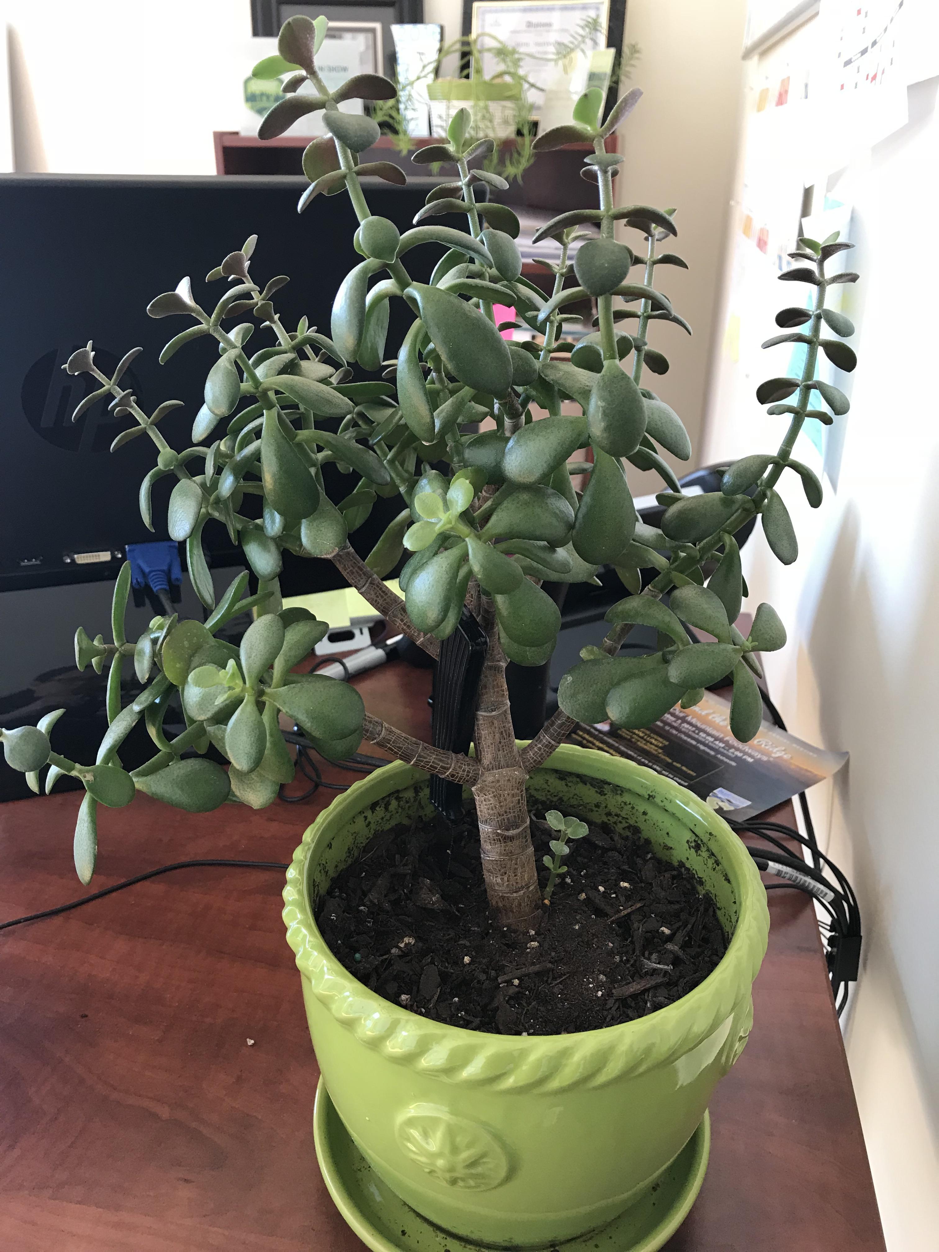 My Jade tree is ready for a pruning. Helphow do I do that?? r/succulents