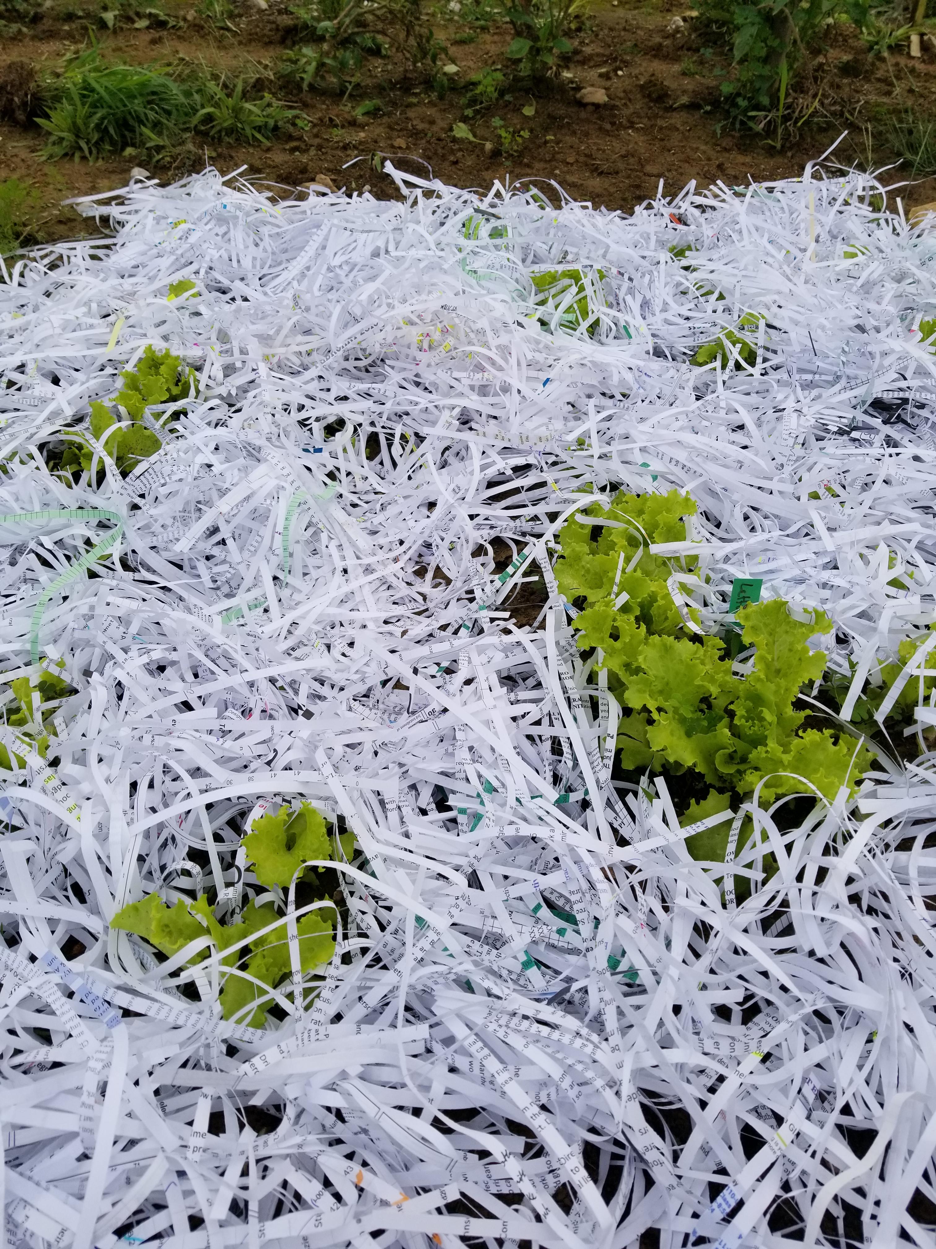Anyone else use shredded paper as mulch? I'm experimenting but curious