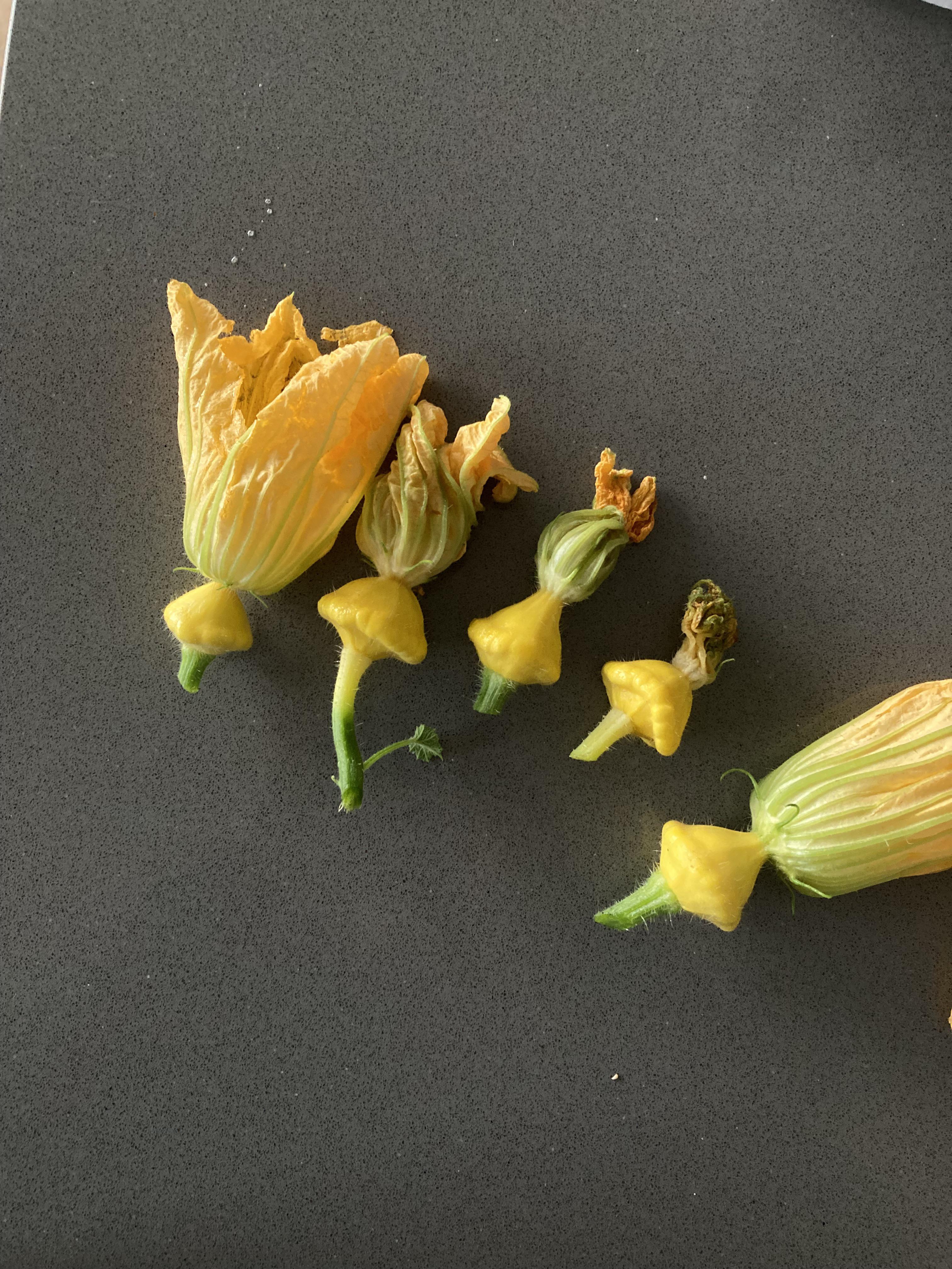 Is it okay to eat unpollinated female squash? My plants won’t produce