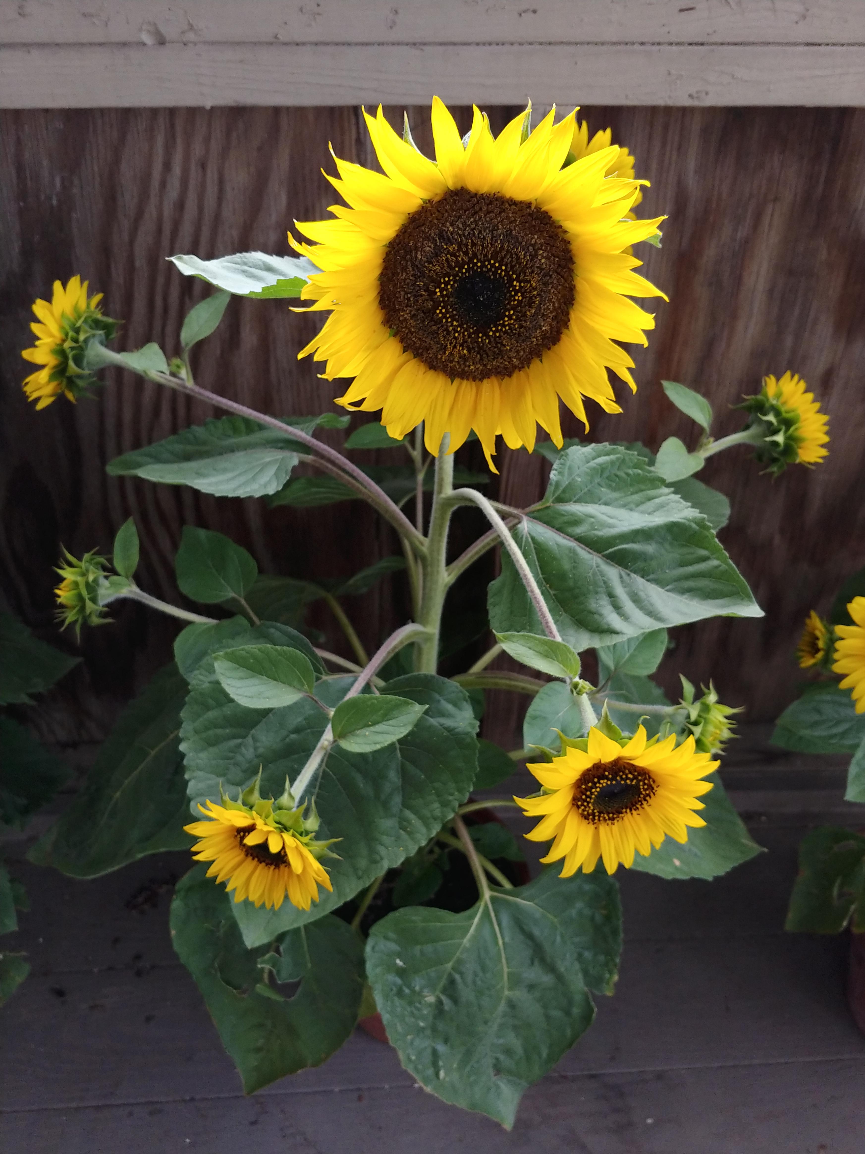 One of the dozens of dwarf sunflowers I grew last year in containers