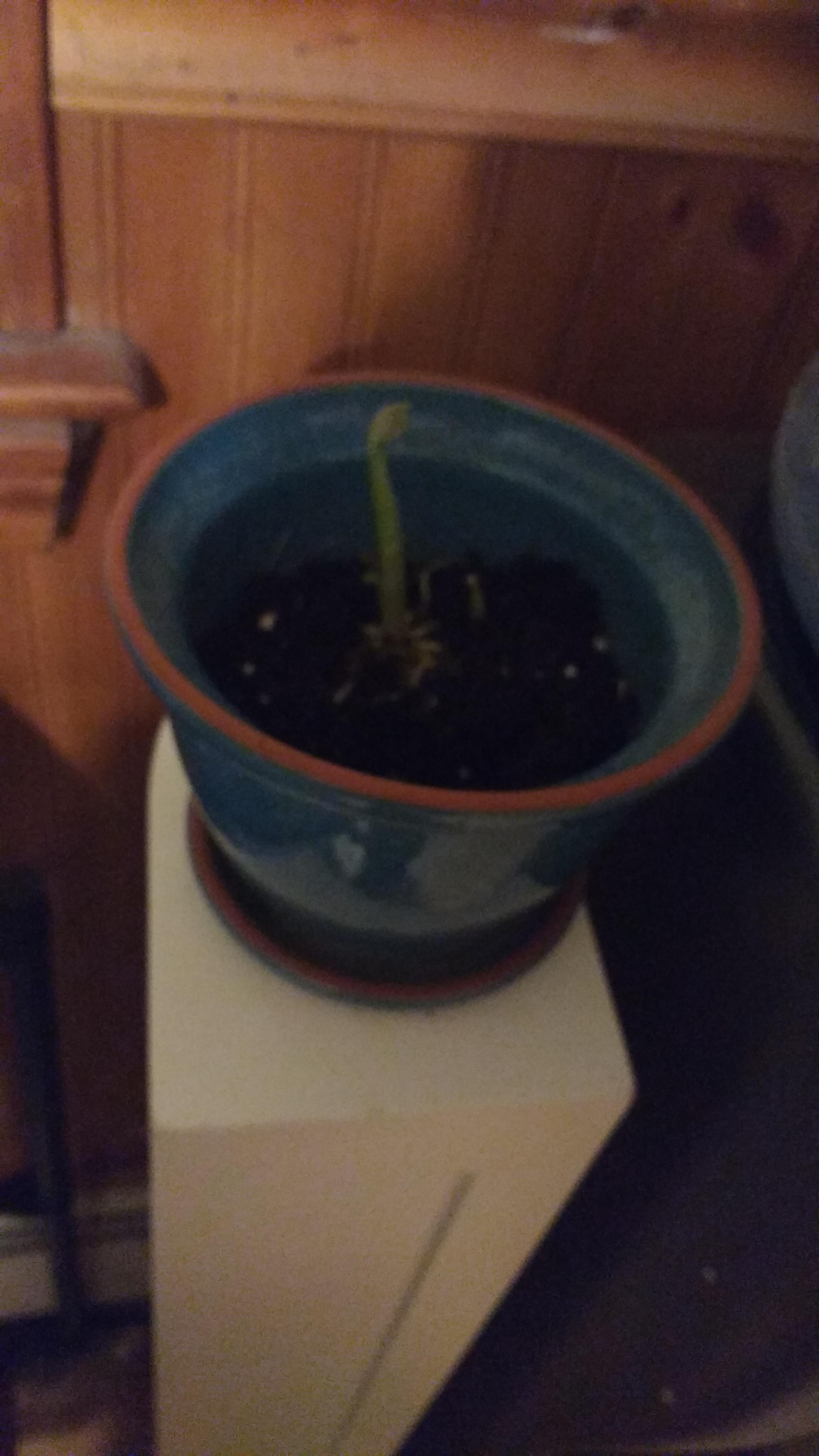 I'm growing a potato plant just so I can make homemade potato chips