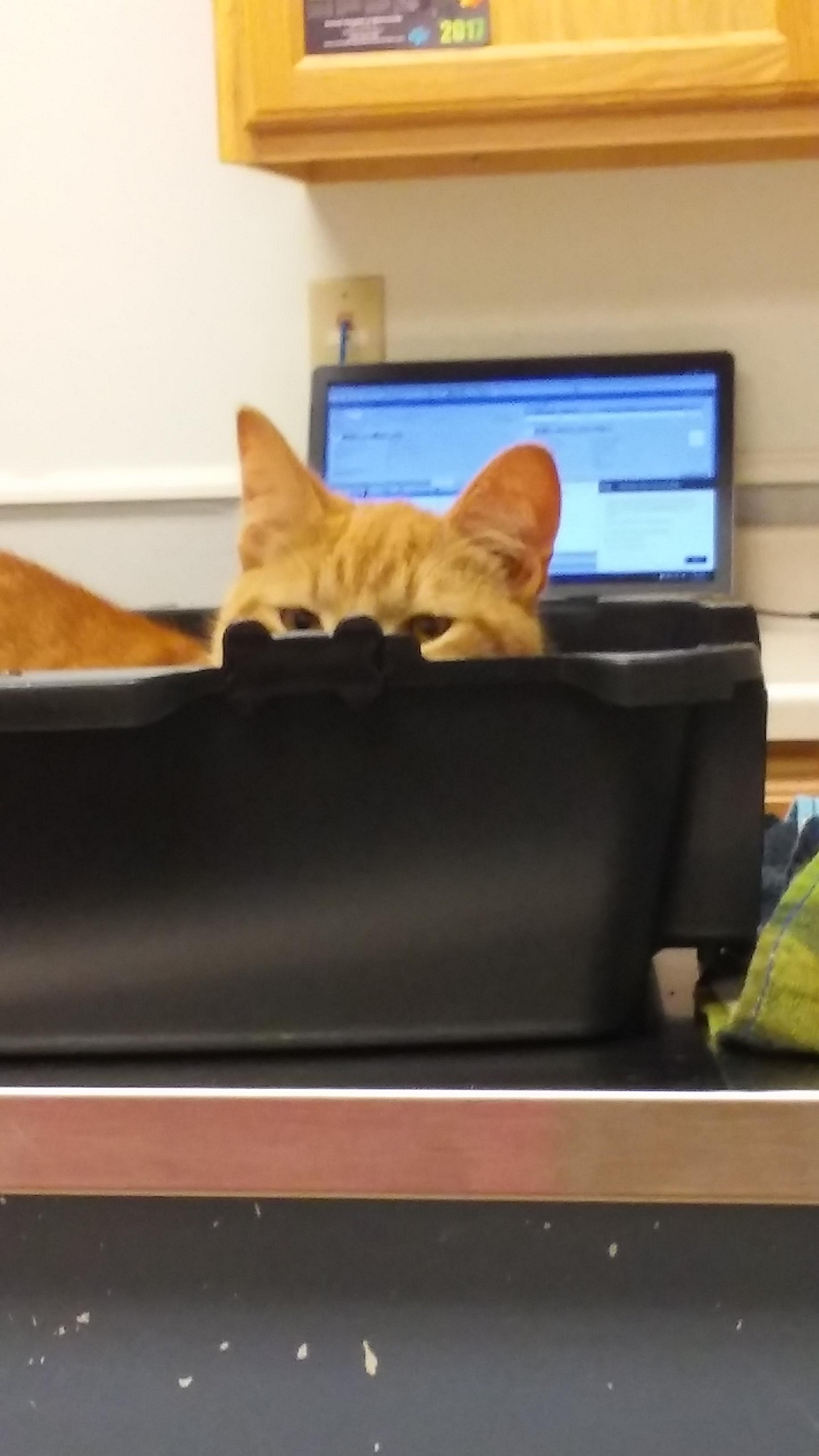 If looks could kill.. My cat recently had a vet appointment. r/aww