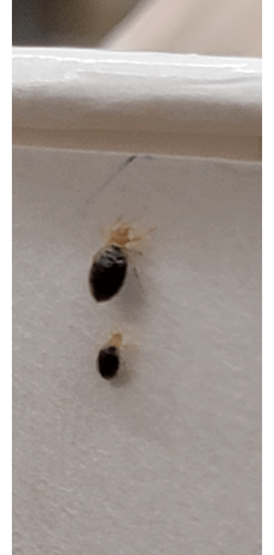 Are these bedbugs? r/Bedbugs