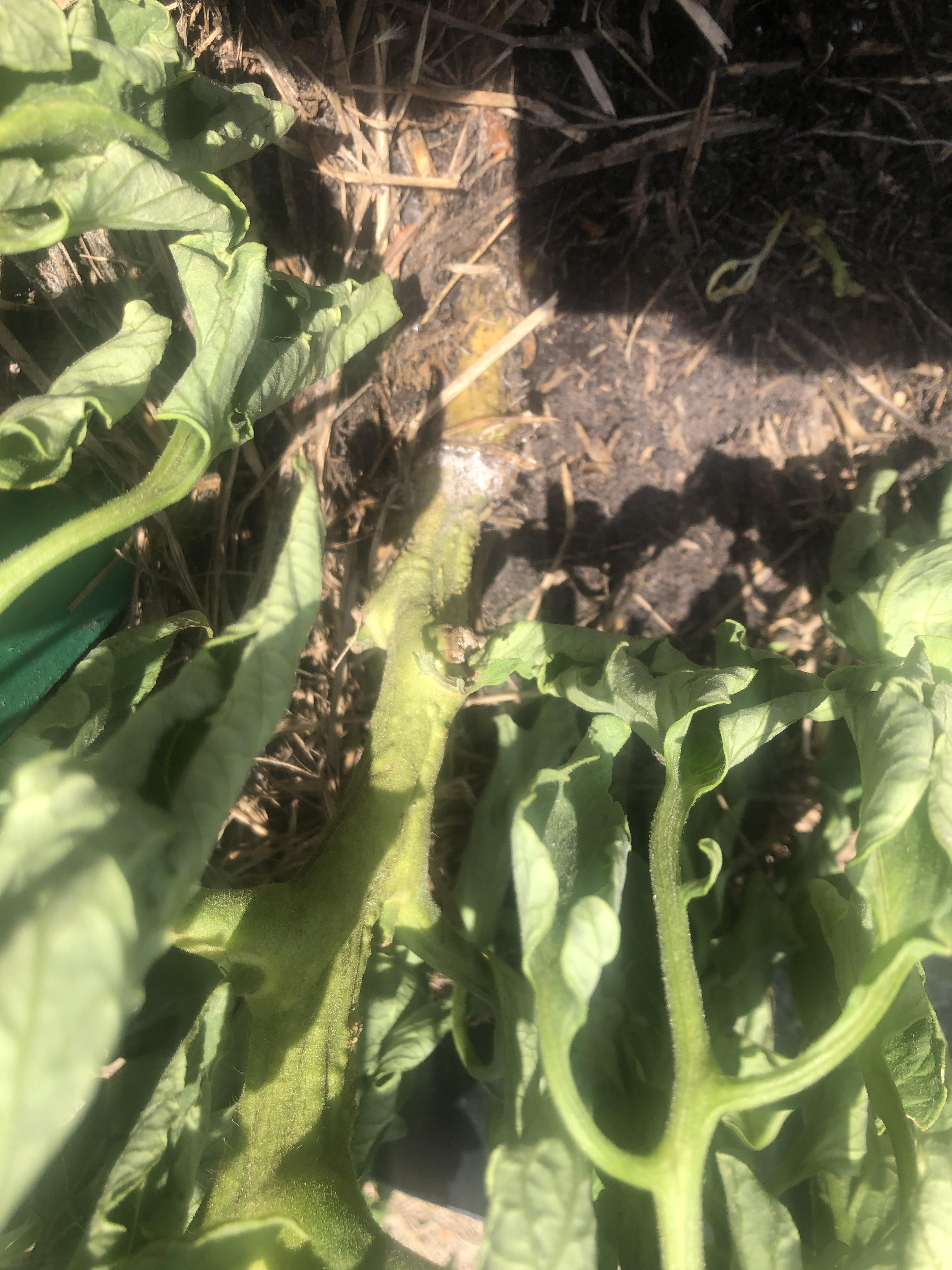 This is killing my best tomato plant. White cottony fungus around base