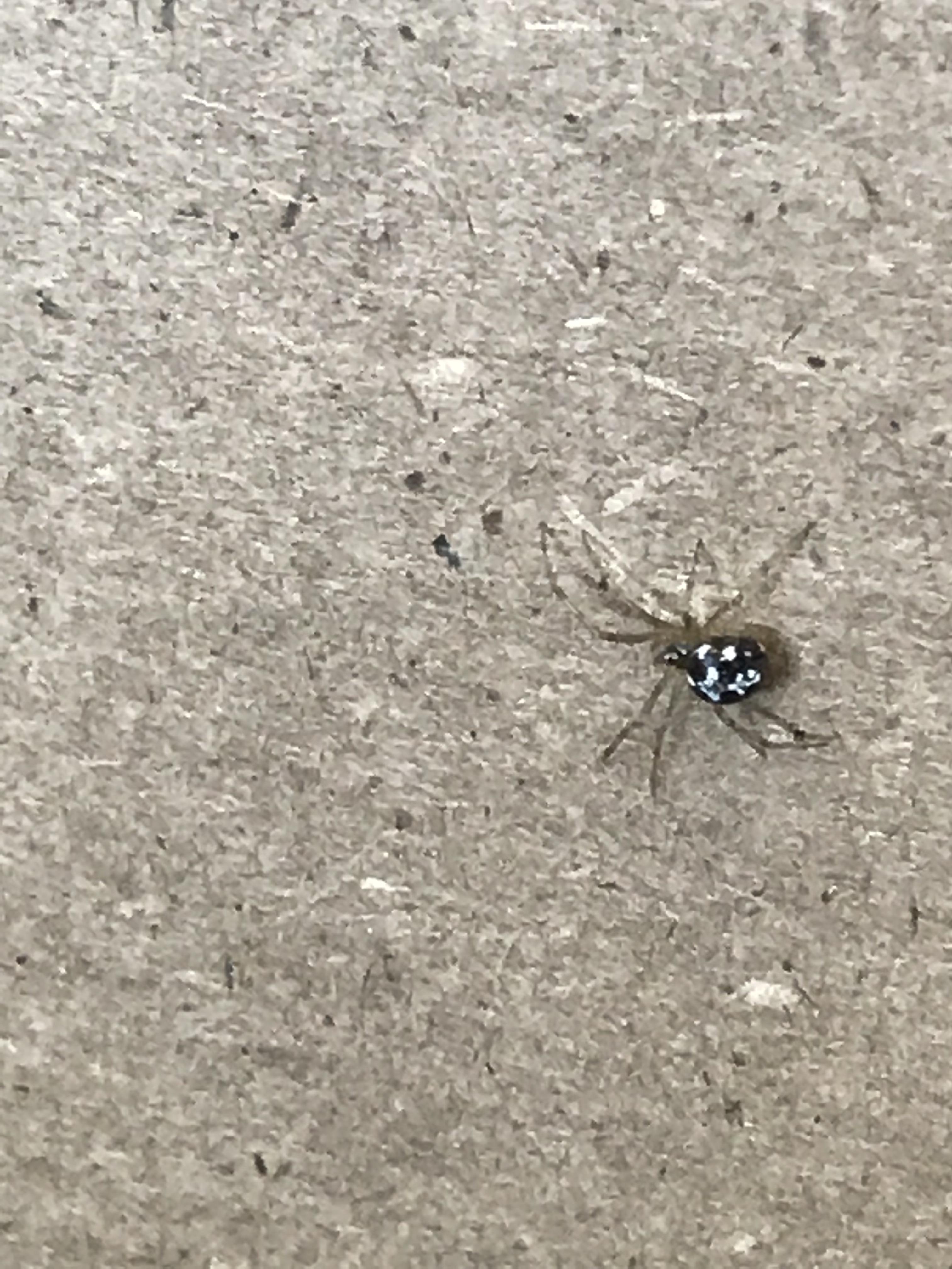 What is this spider? Small, not fuzzy white dots on its back. r