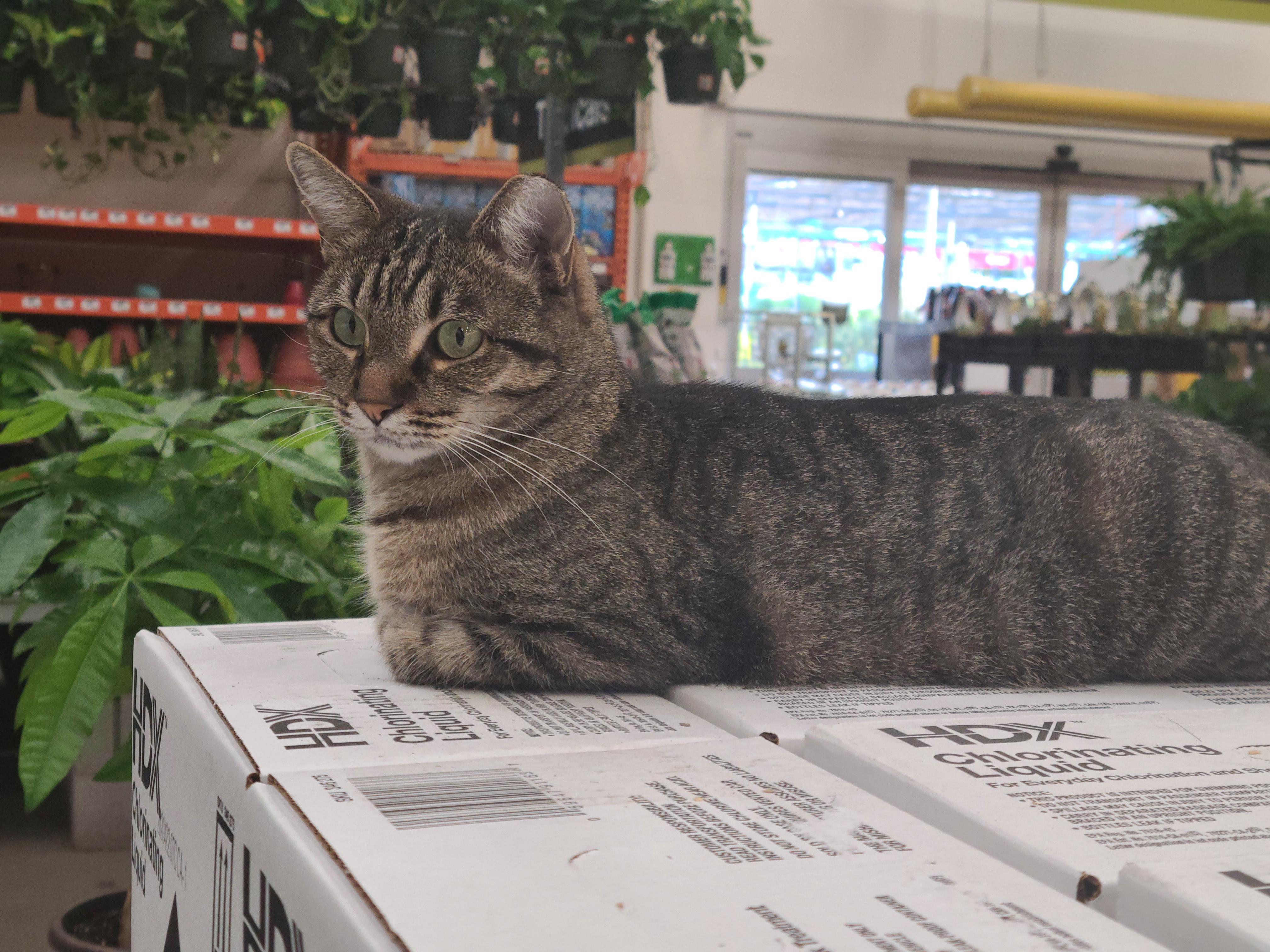 There's a cat that lives in my local Home Depot. He has a bowl of water