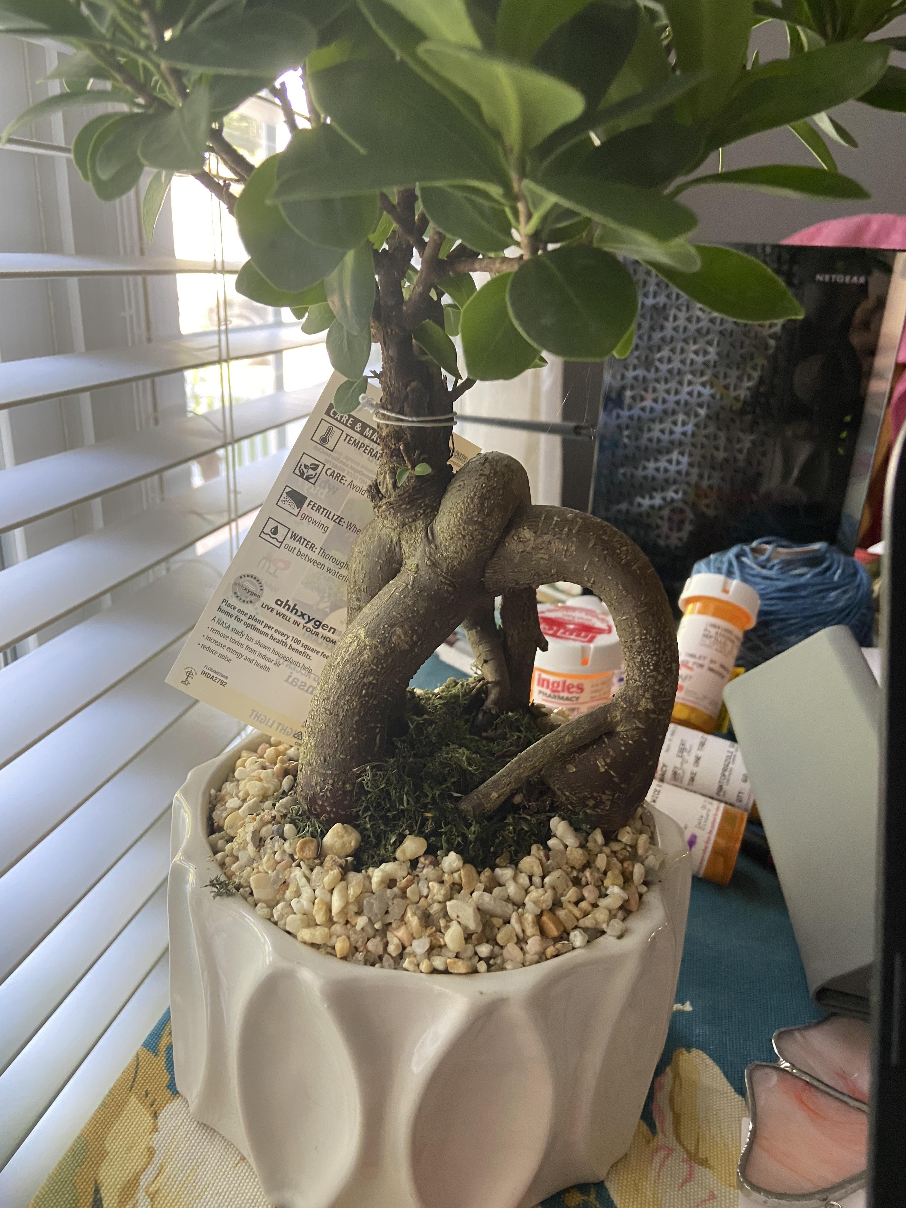 Gifted with a bonsai, pot doesn’t have drain holes, stuff on top seems