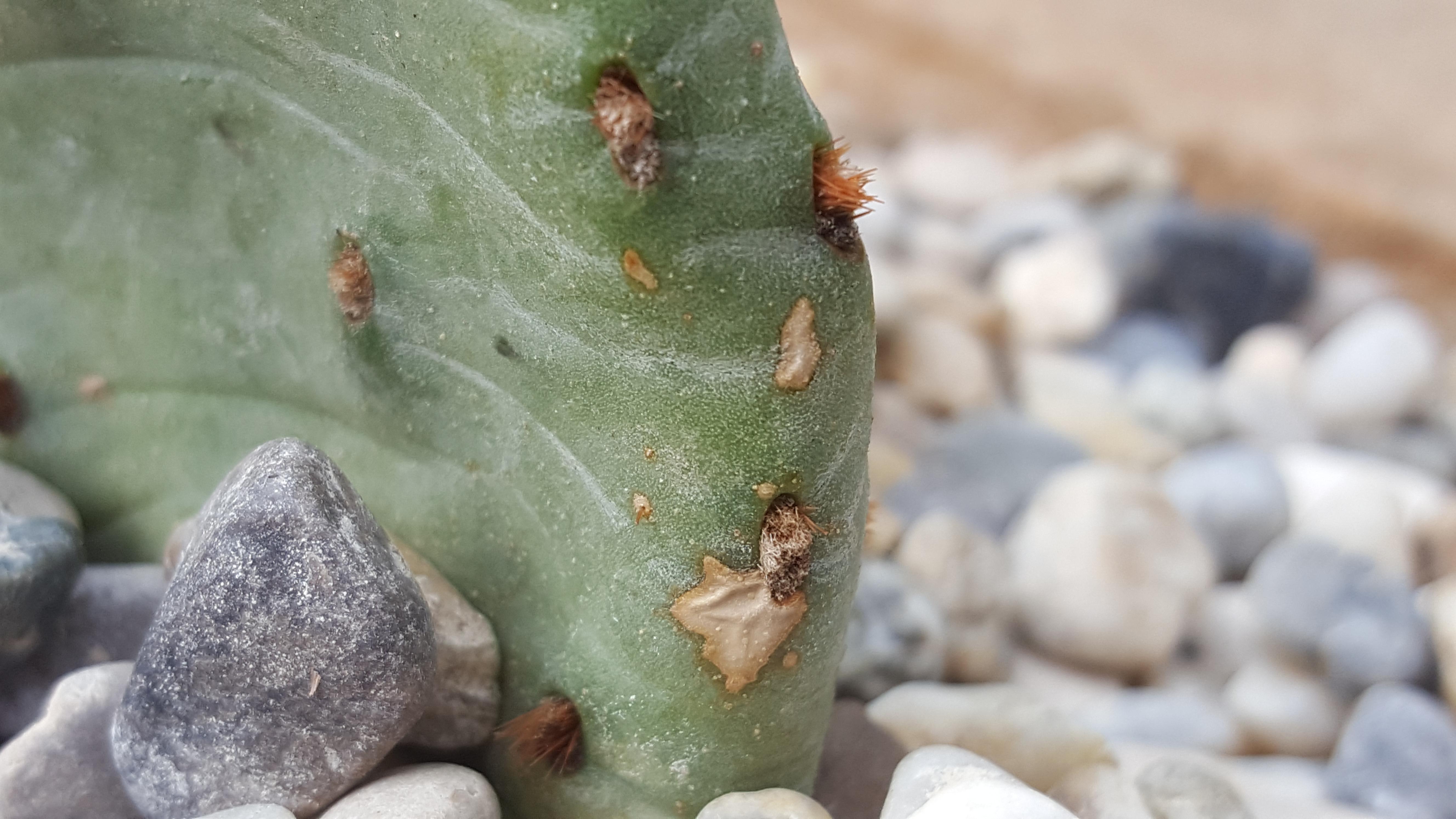 What are these spots on my Opuntia Humifusa? Should i be worried? r
