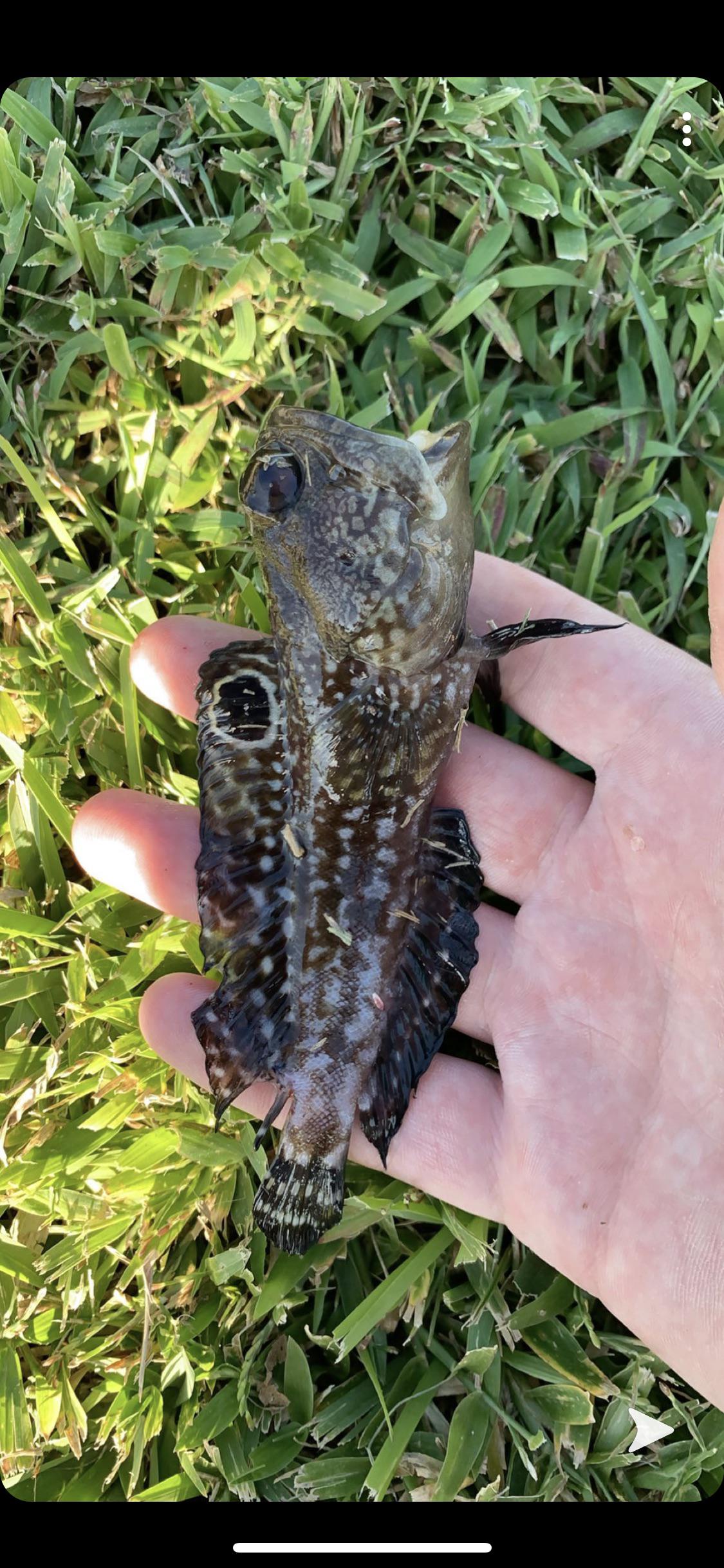 Fish ID? Caught SW Florida r/Fishing
