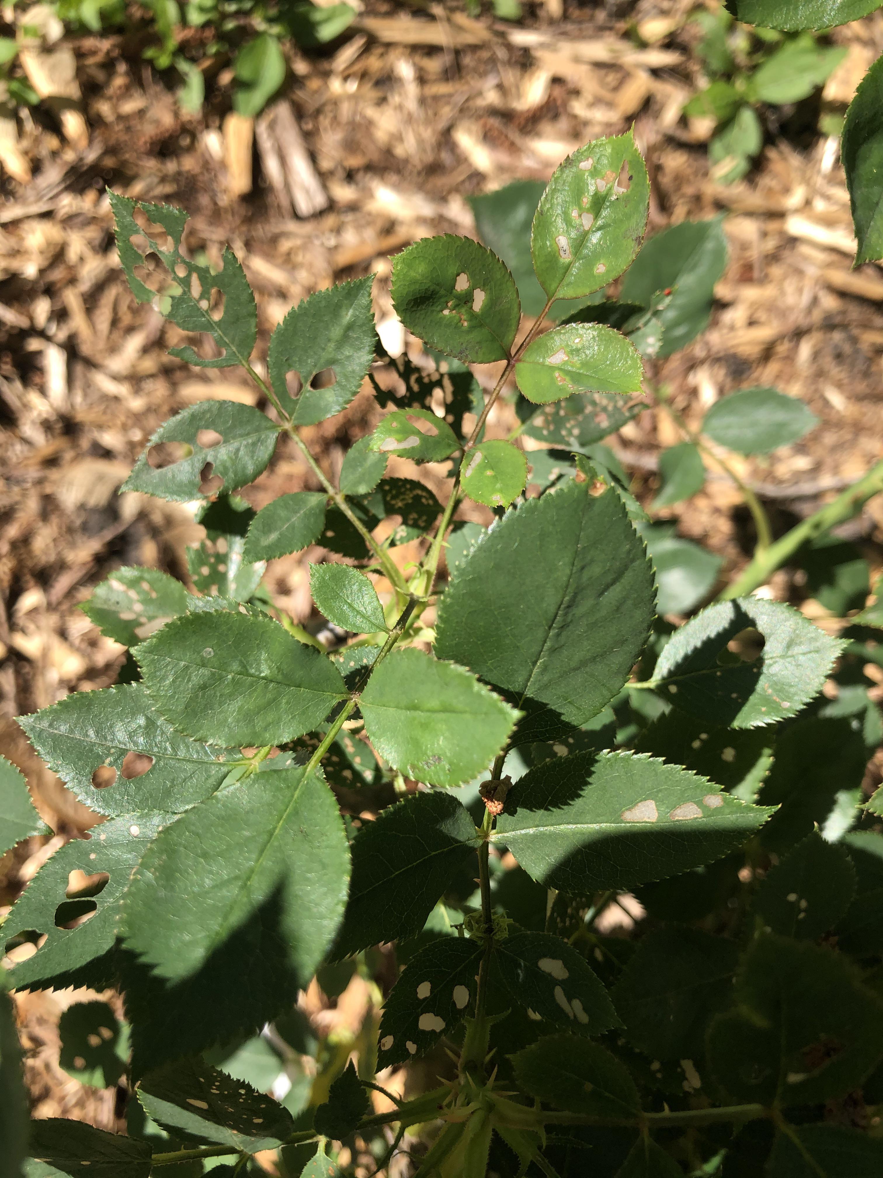 White spot and holes on my rose bush leaves.. I bought a spary bottle