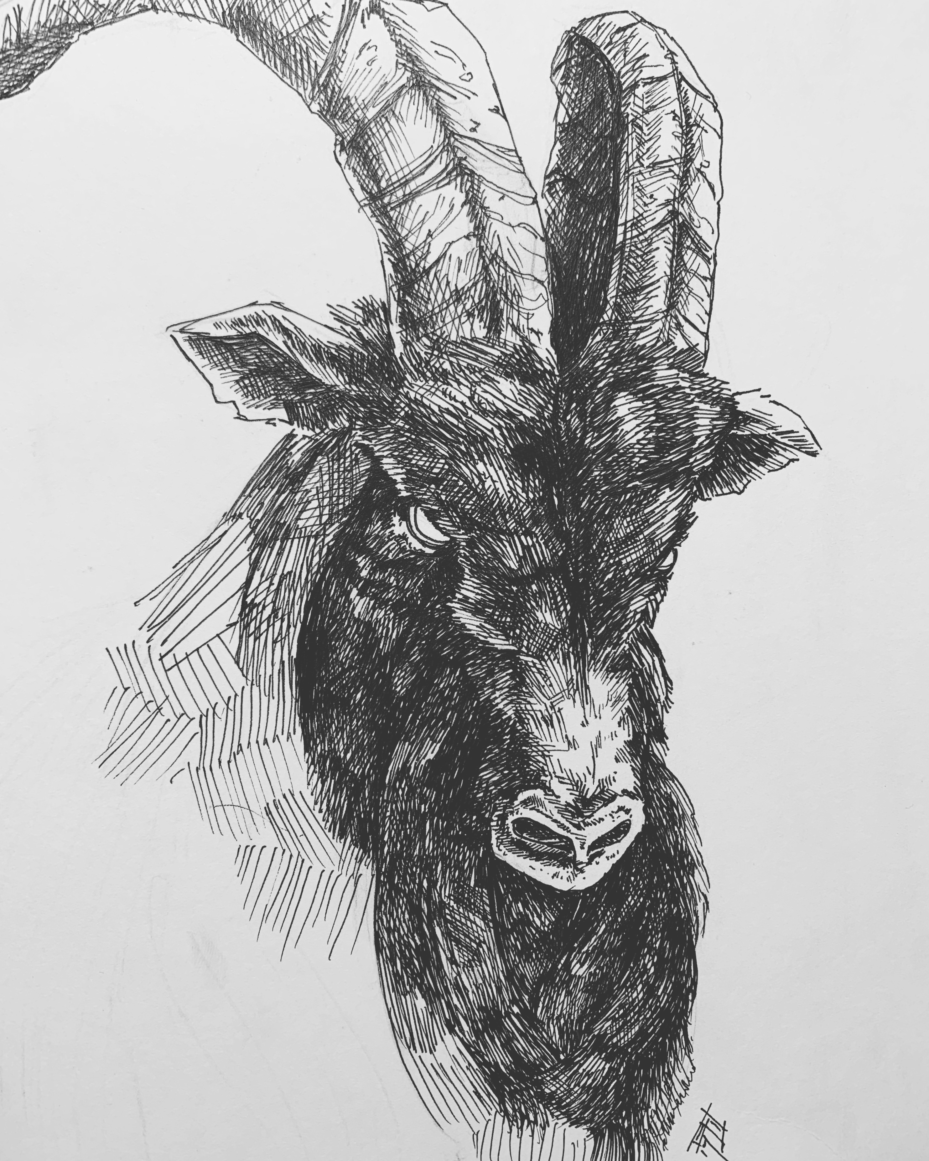 Crosshatching of a billy goat drawing
