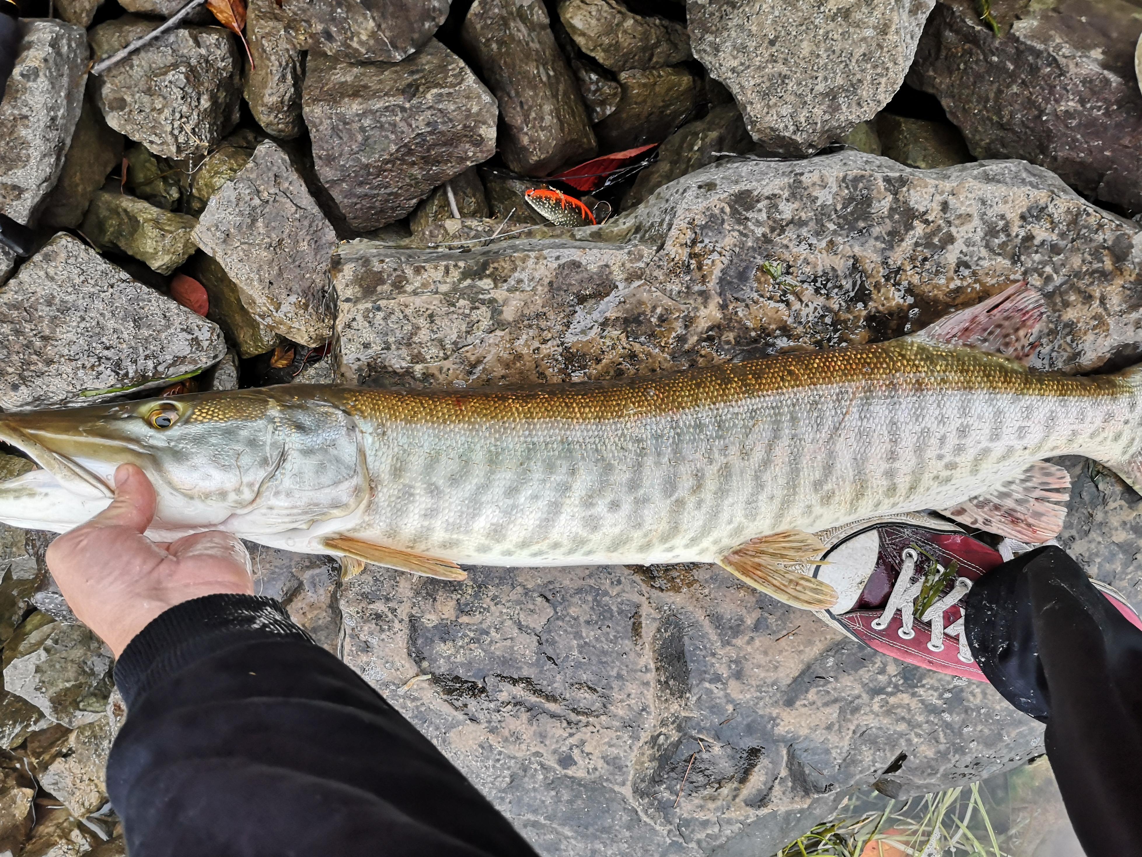 Lake Gibson Muskie on a blue fox sppon r/Fishing