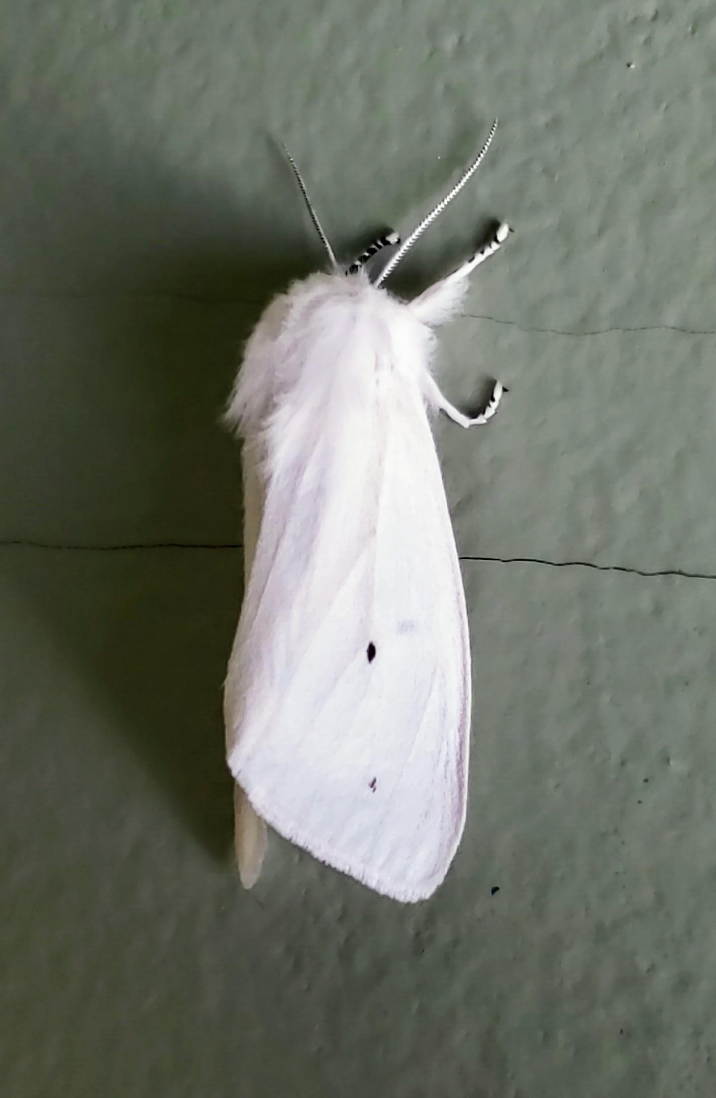 Found this guy chillin' on my basement wall last night. He's still