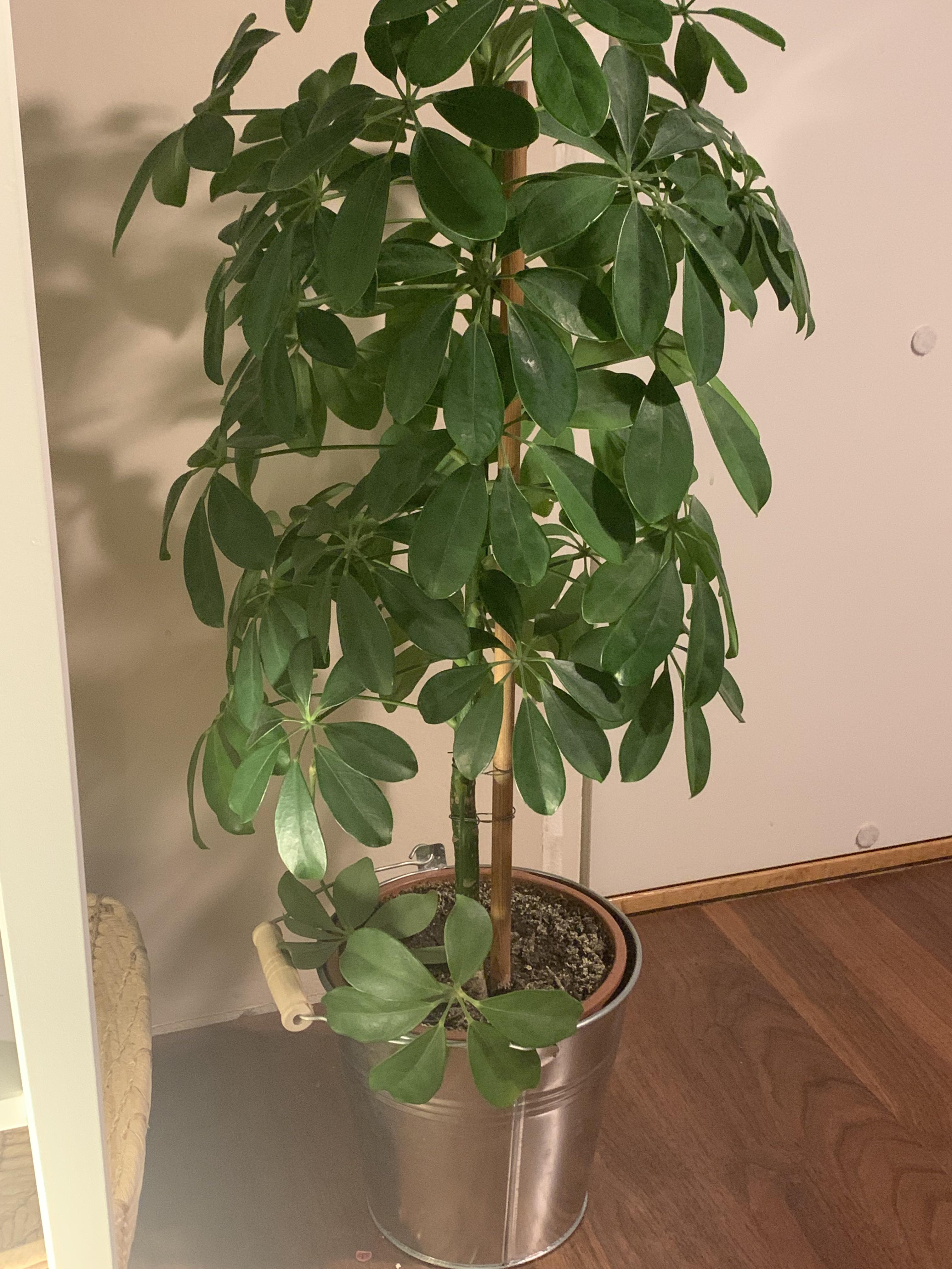 leaves keep falling off why? houseplants