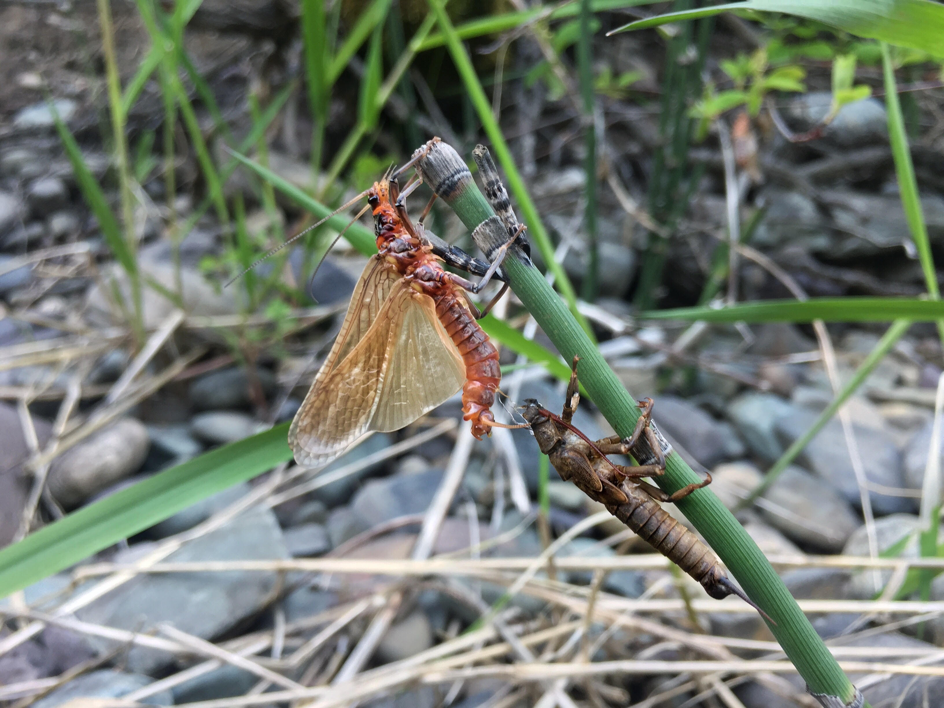 Salmon Fly hatch in Montana. r/flyfishing