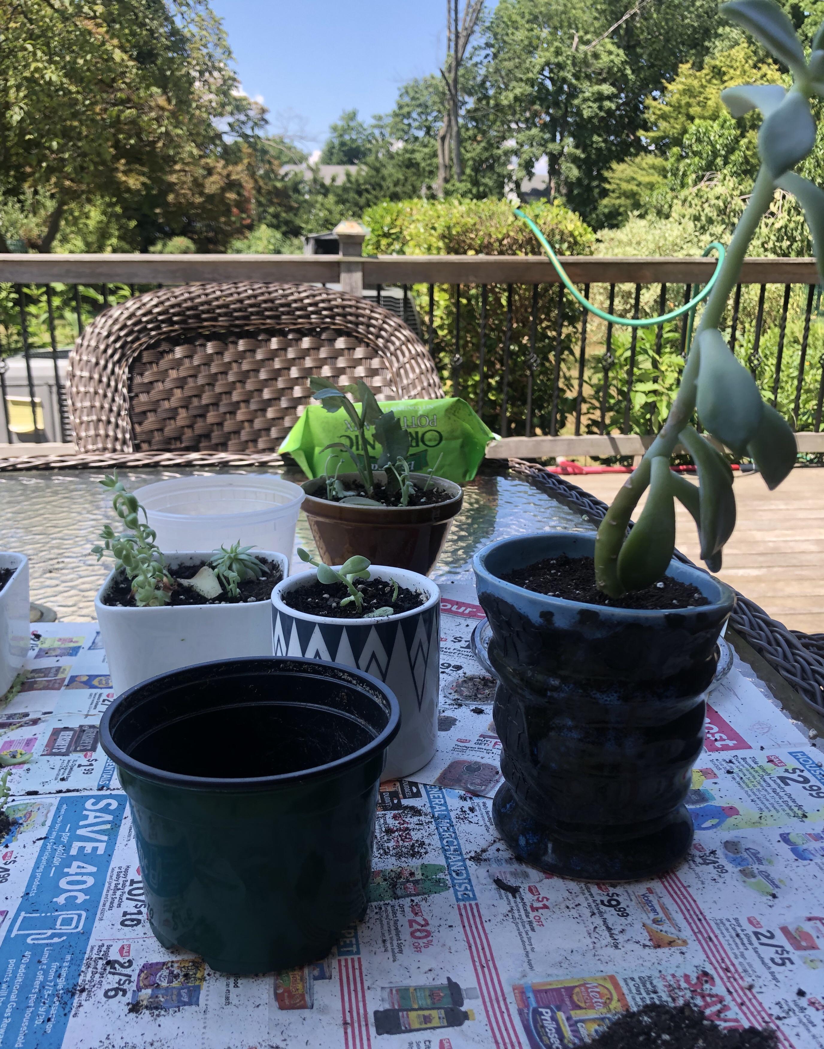 Spent the 4th repotting some succulents with my best