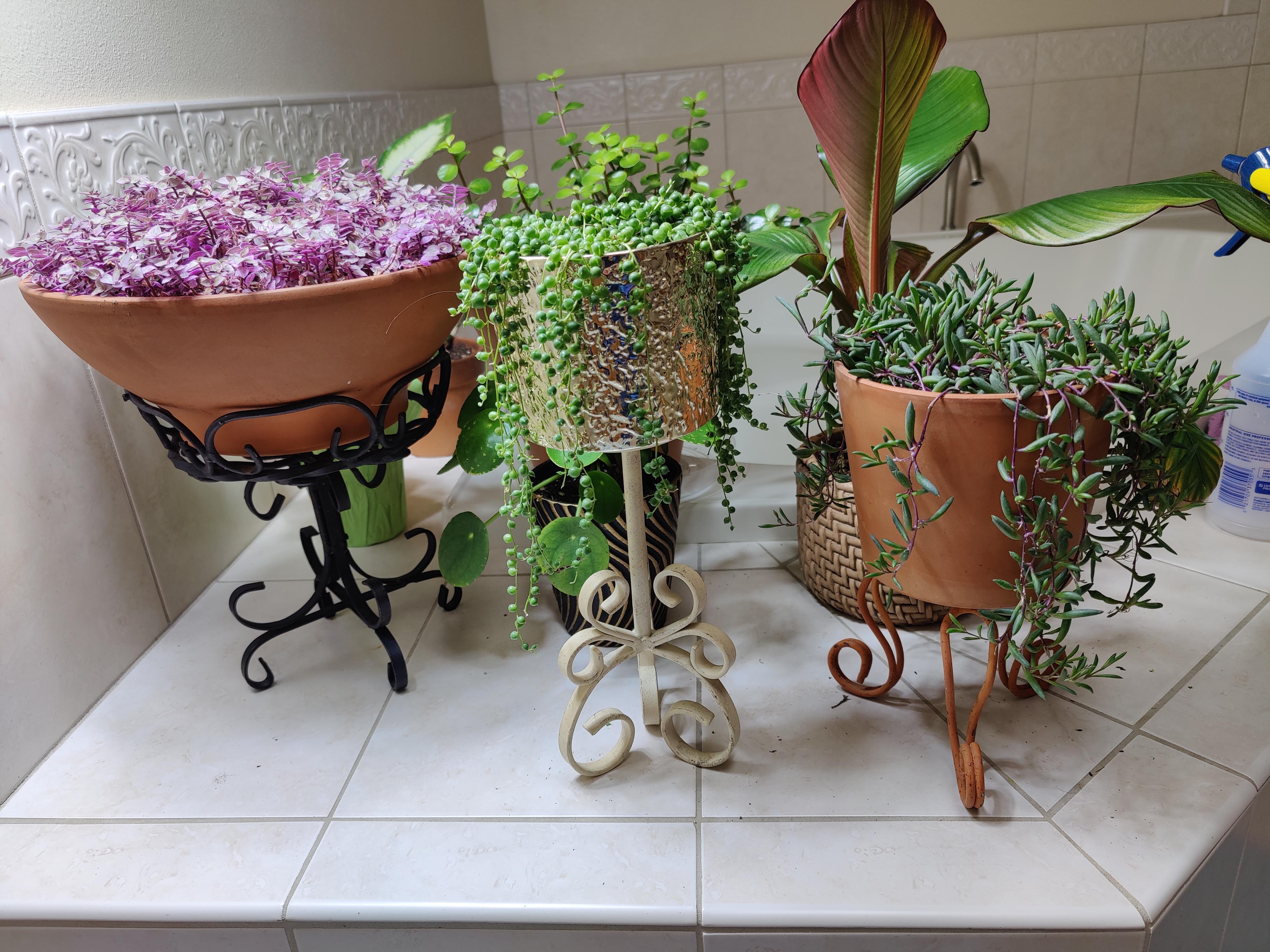 I'm loving these plant stands I got at Goodwill r/houseplants