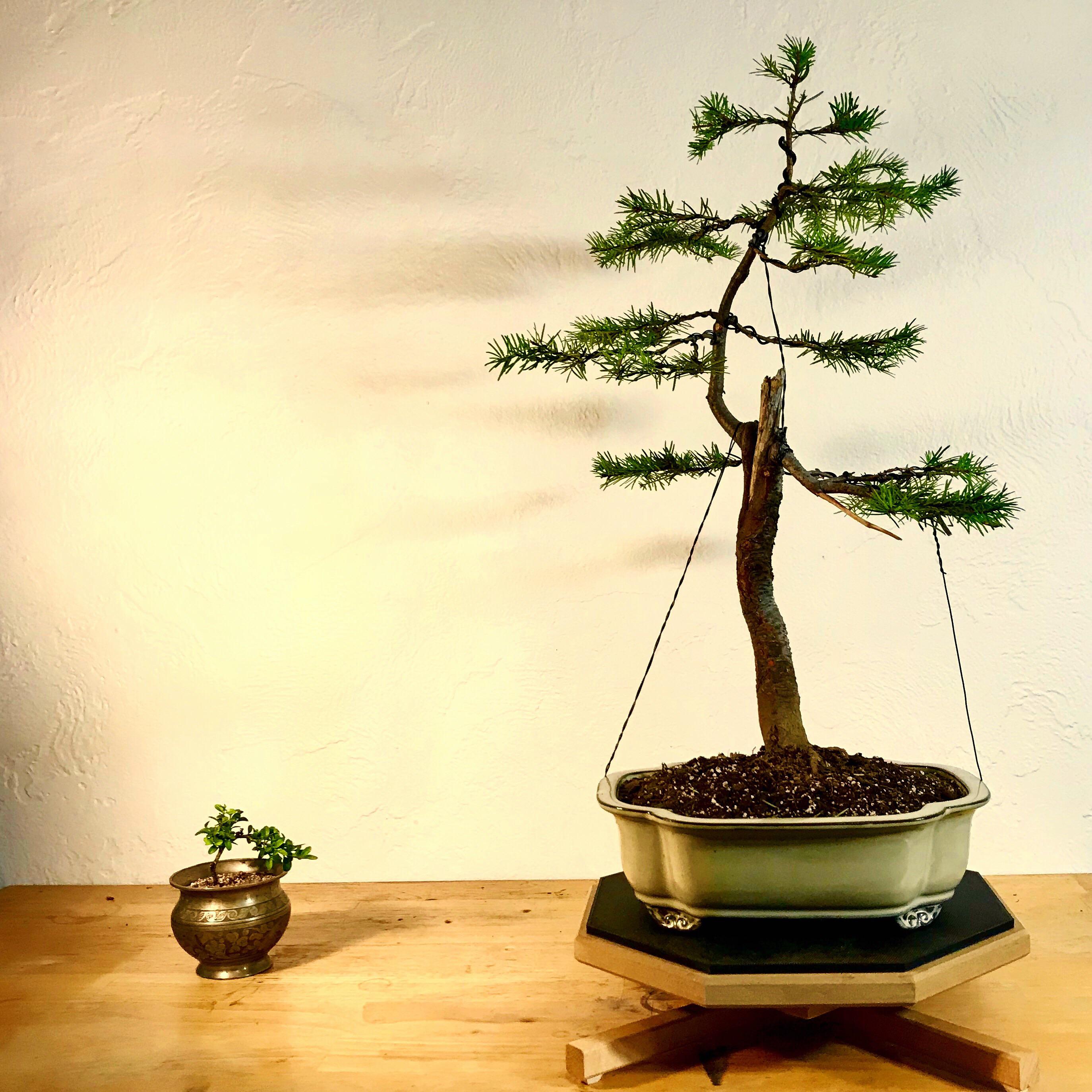 Douglas fir r/Bonsai