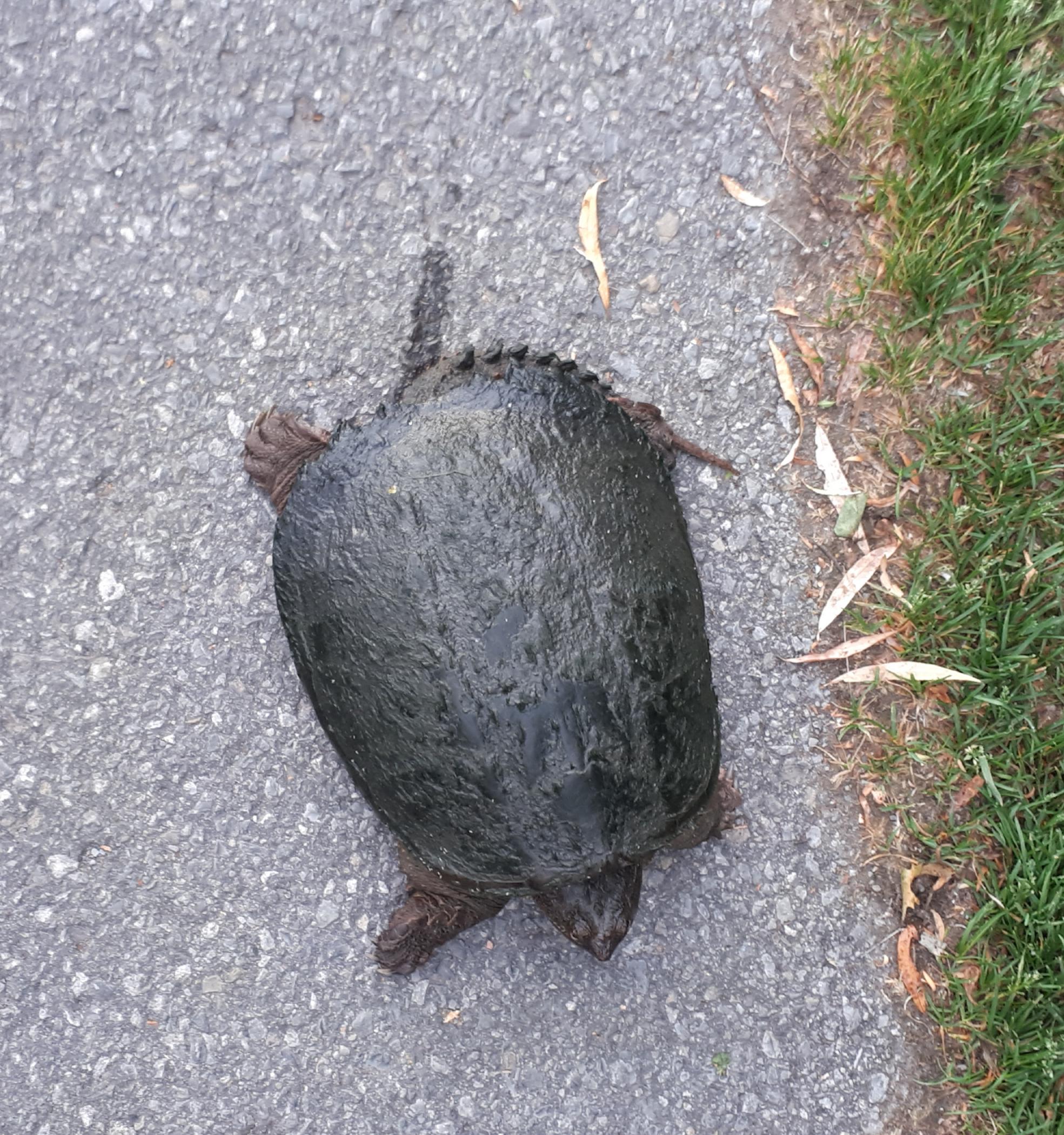 Little snapping turtle on the pathway this morning. Guided off the