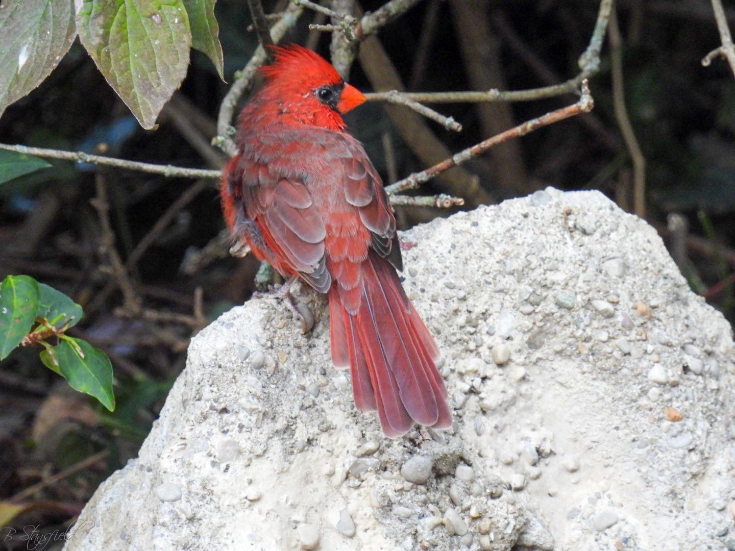 Northern Cardinal in Dayton Ohio r/birdwatching