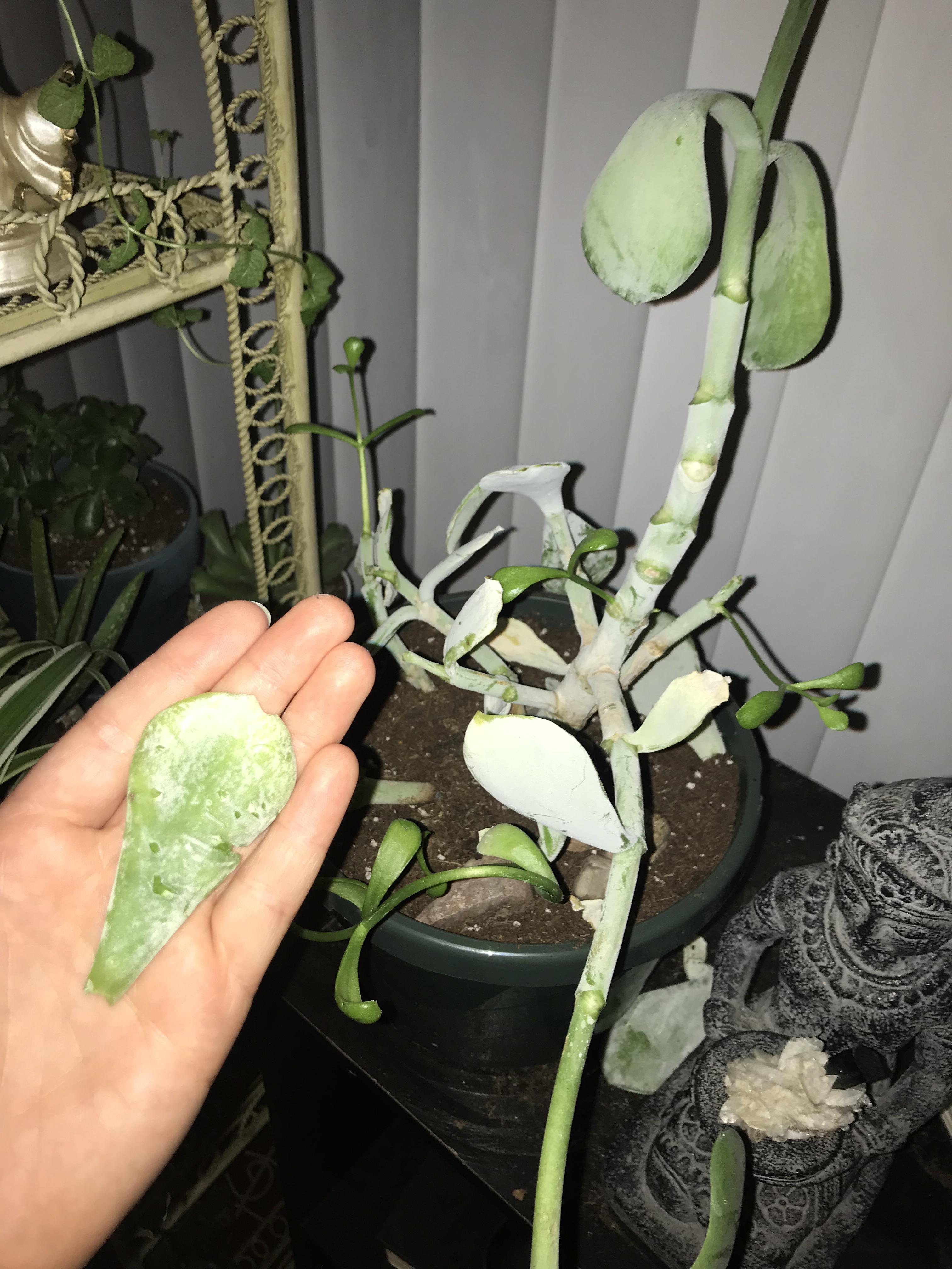 My cat keeps destroying my succulent! He keeps knocking off all the leaves and chewing on them