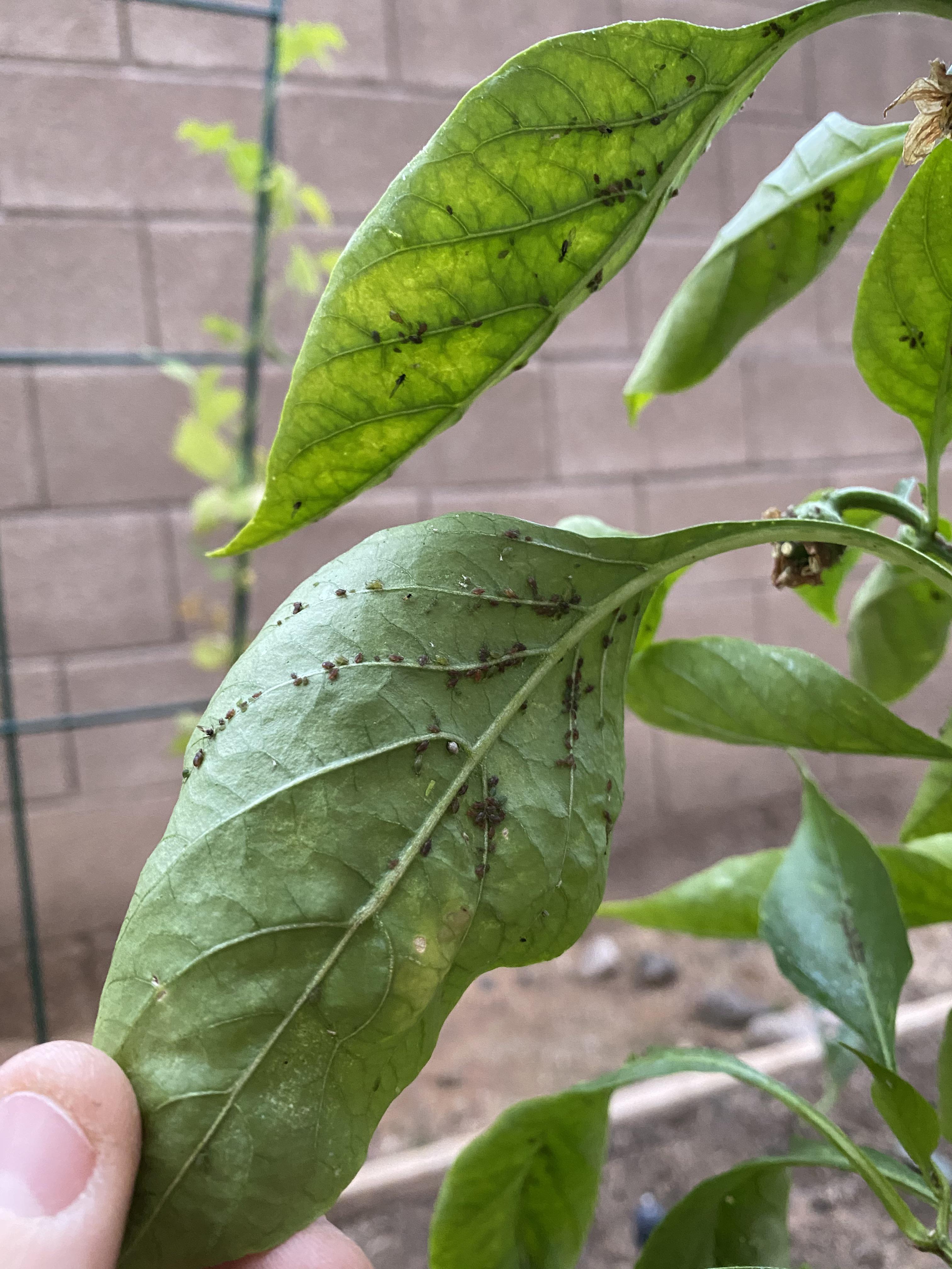 Bugs on Bell Pepper Plant? r/garden_maintenance