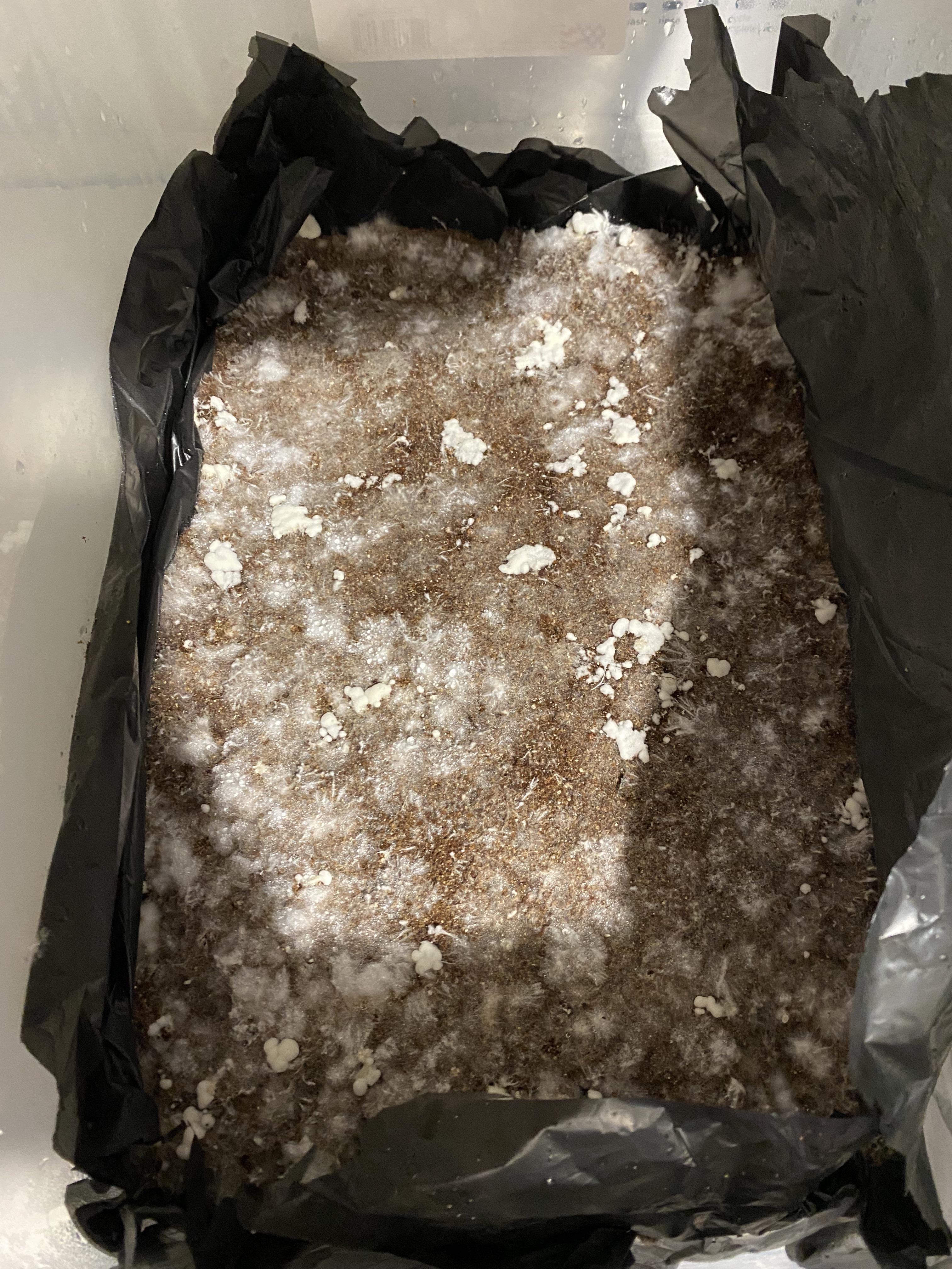 What are these thick white blobs? They’ve been there since I spawned, maybe 10 days. r/ContamFam