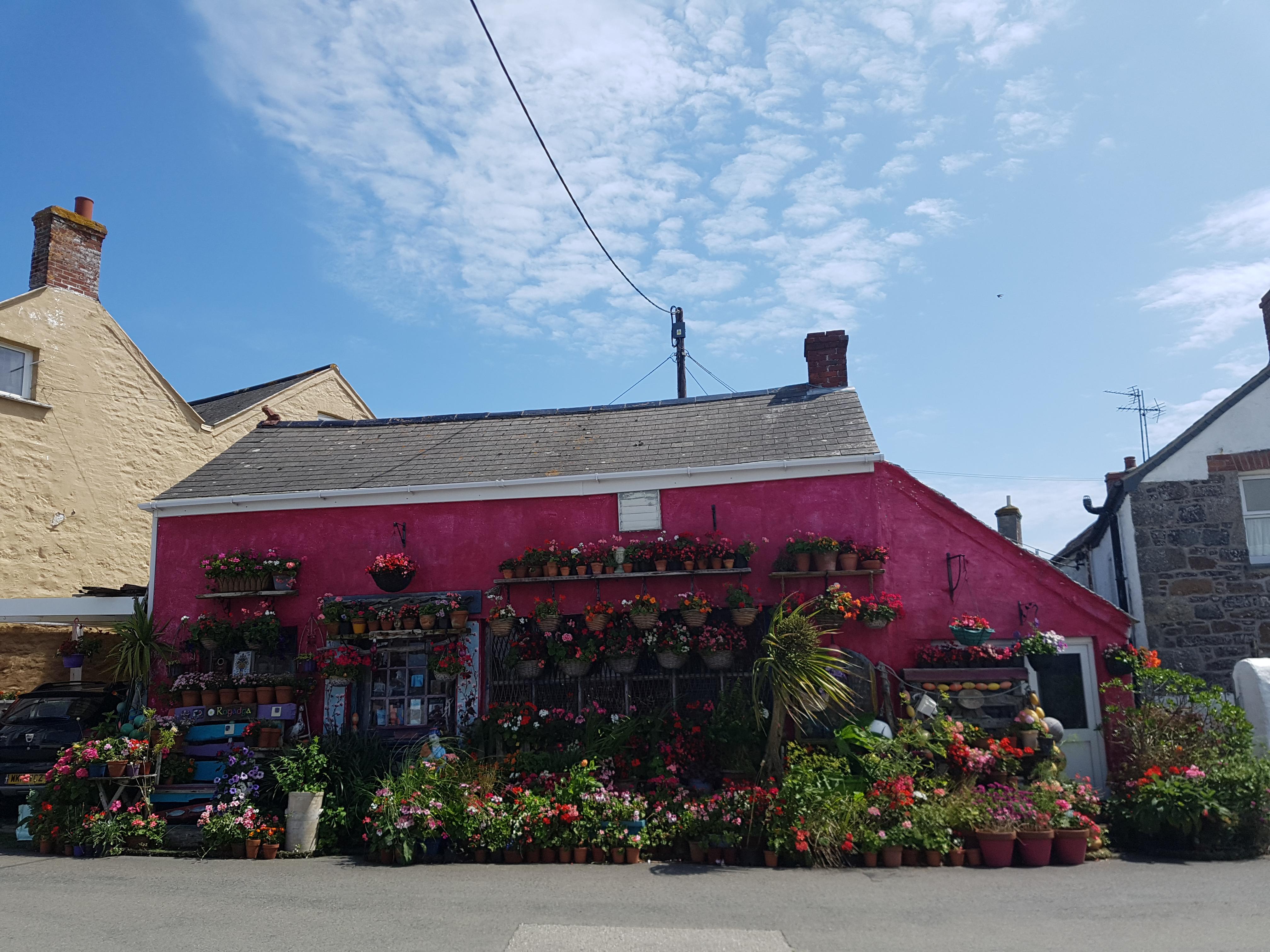 A house in Lizard (Cornwall) r/plants