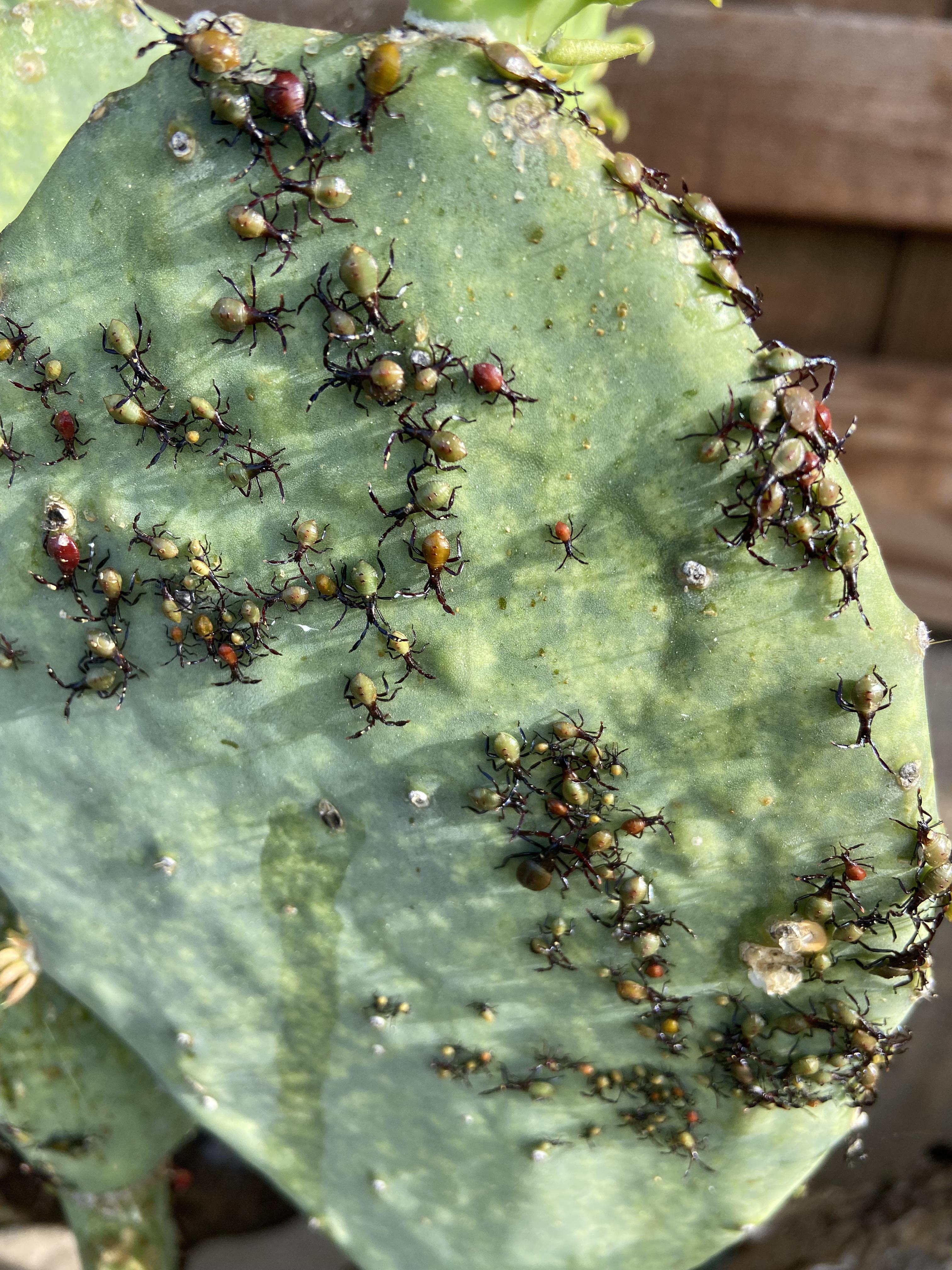 What is this bug? Dallas, TX r/whatisthisbug