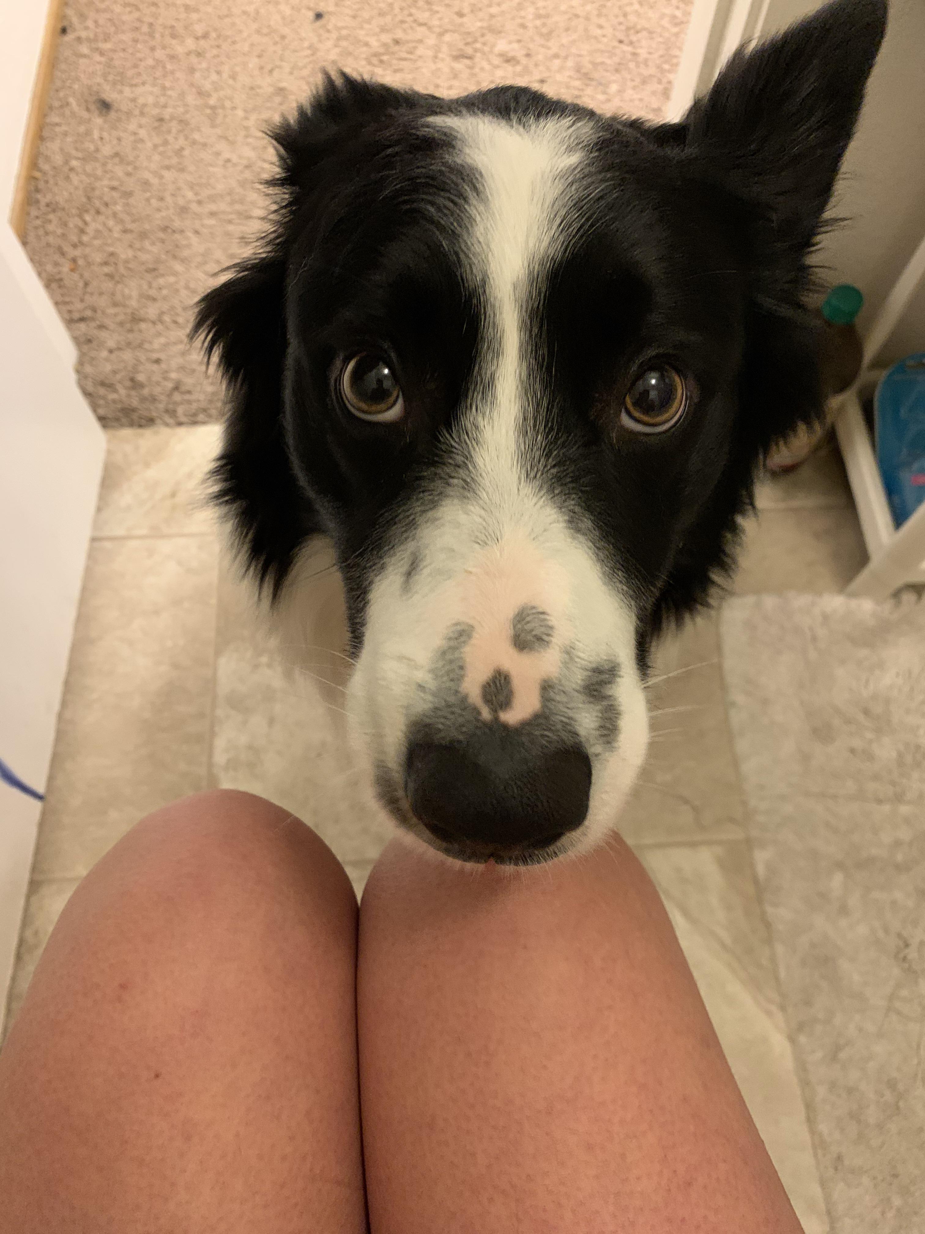 Anyone else’s dog watch you pee? r/aww
