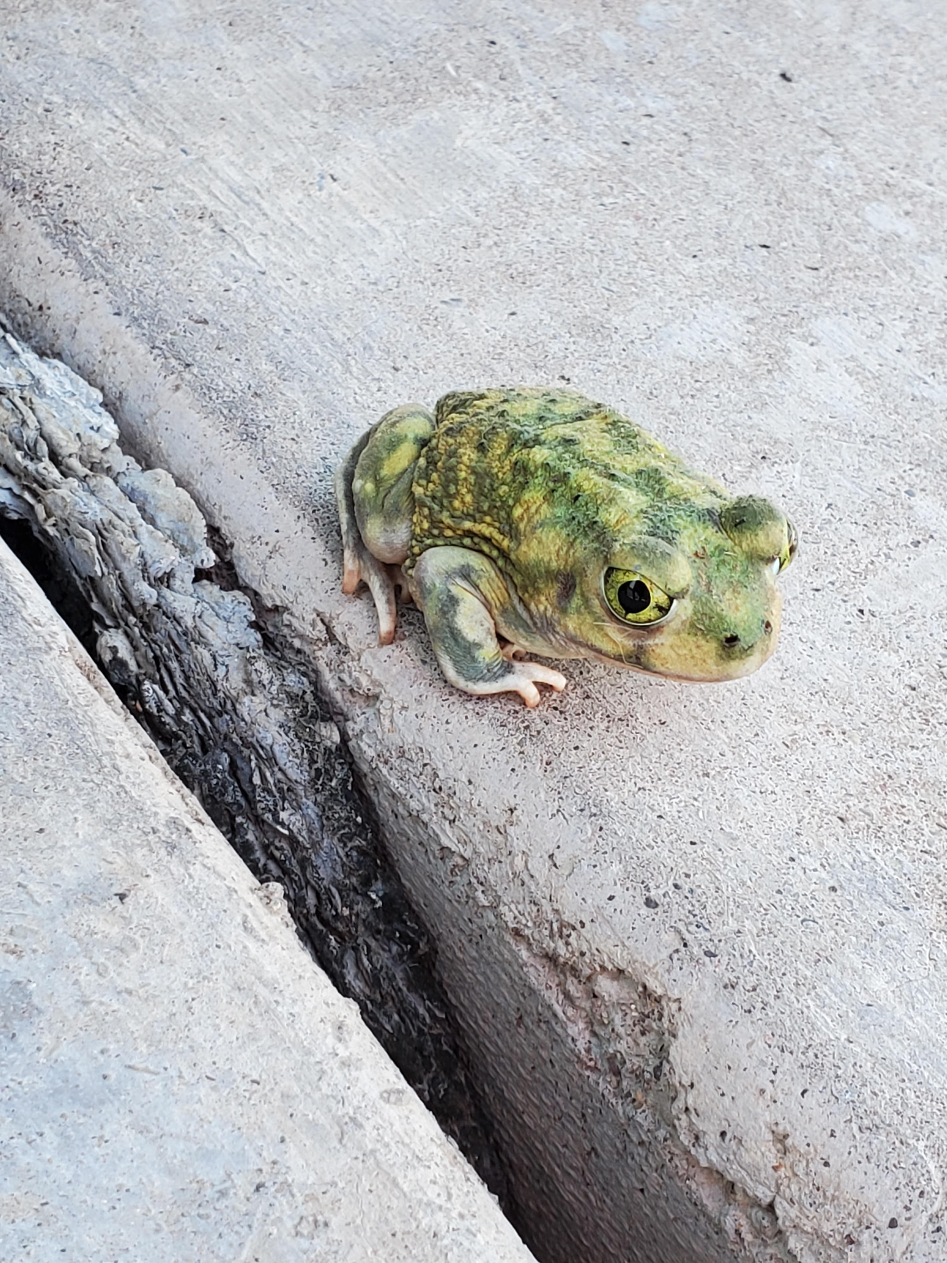 Trapped this rodent in central Texas. Seems too small (5in. w/ tail) to be Peromyscus, but the