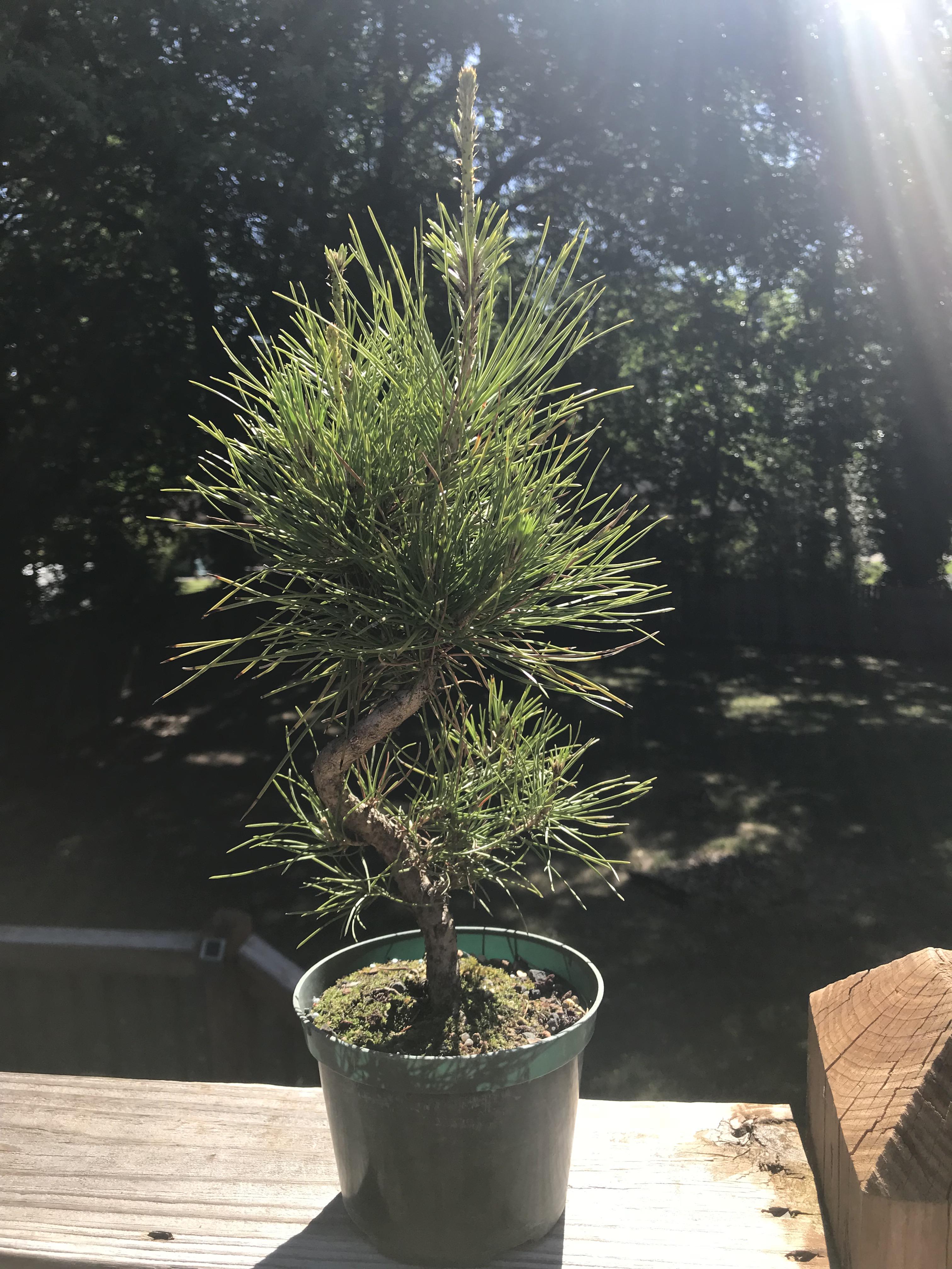 Japanese Black Pine prebonsai from my local bonsai nursery. Thoughts