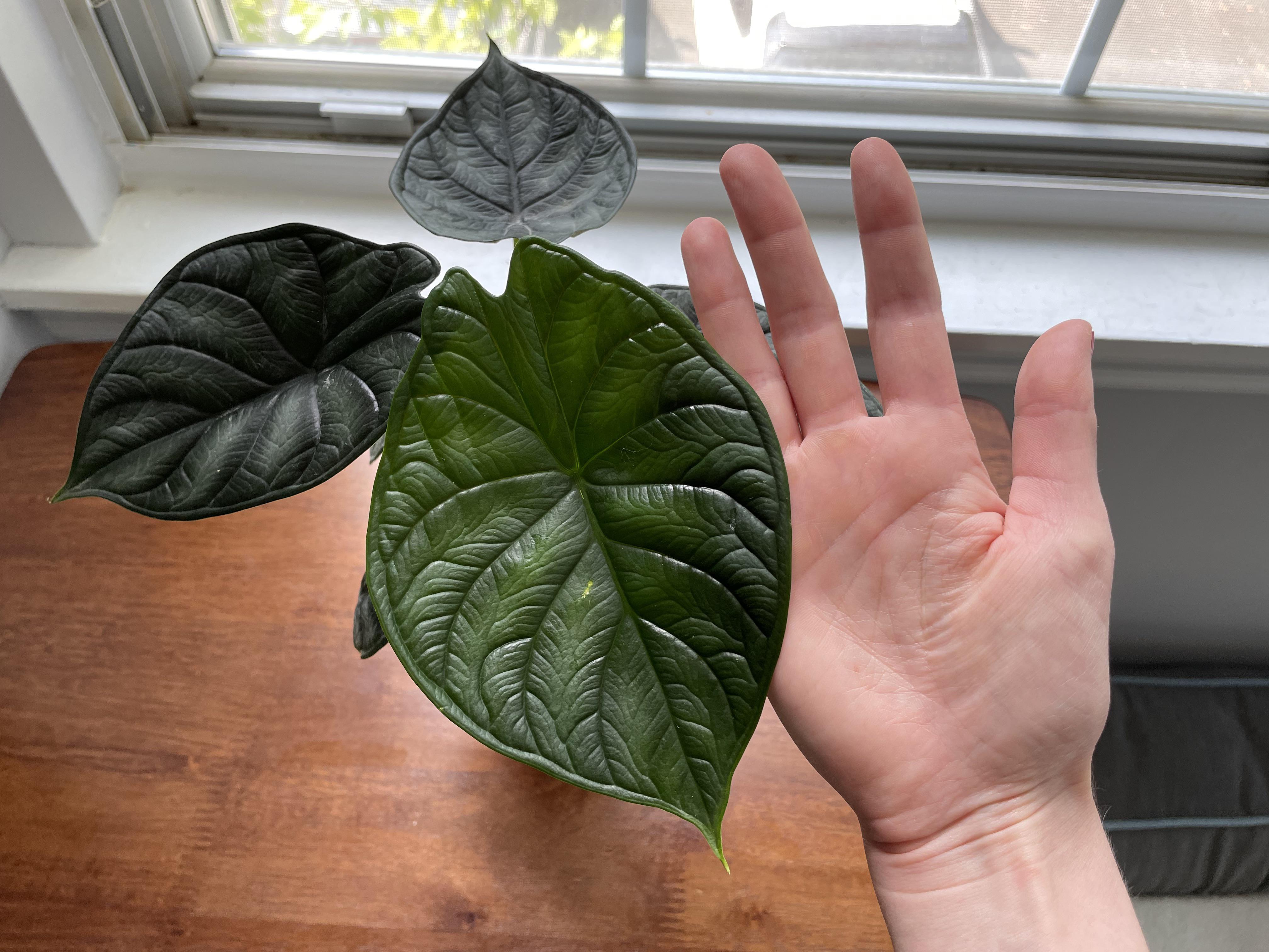 New dragon scale leaf is huge!!! r/houseplants