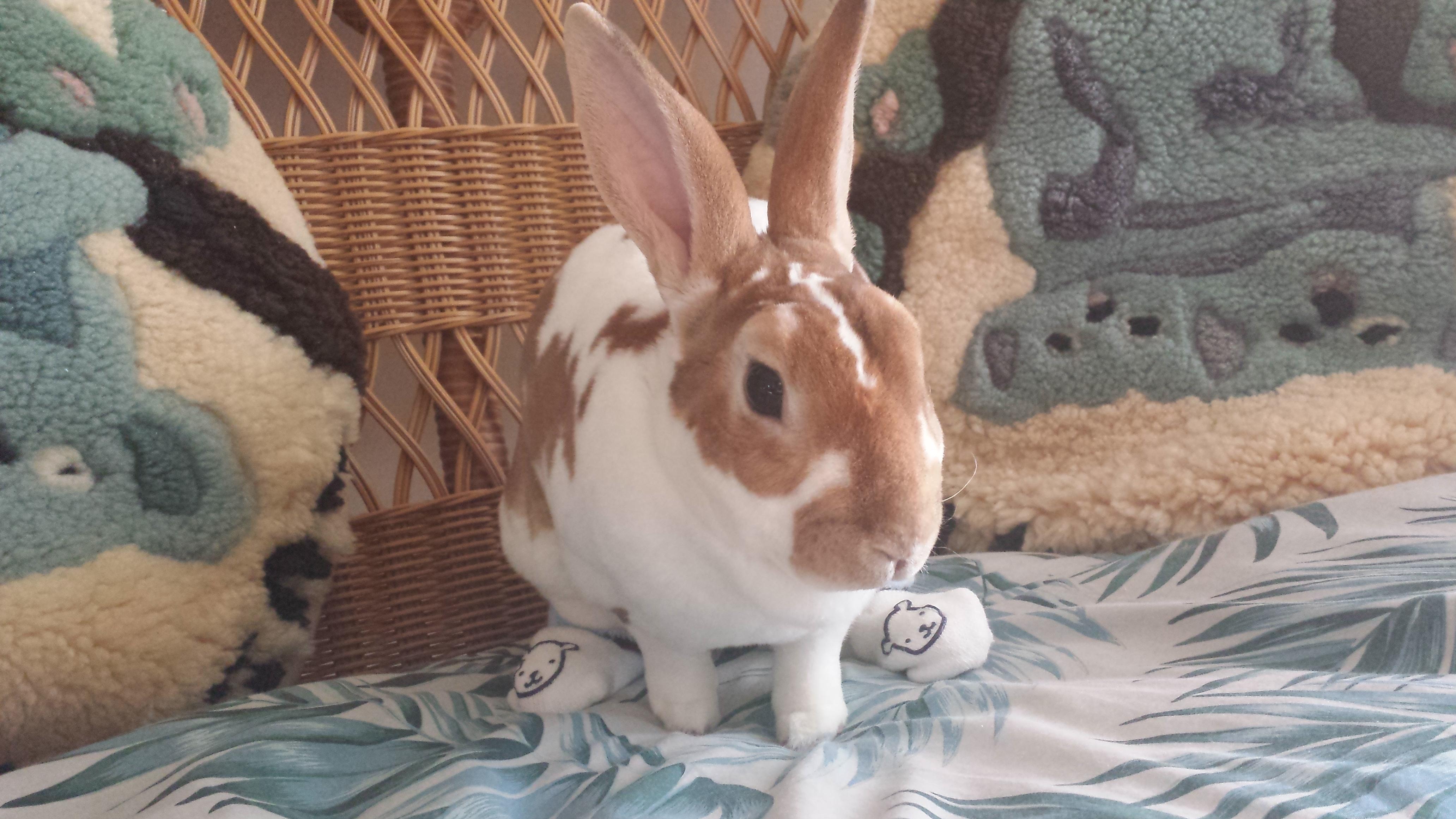 Bon Bon wearing socks r/Rabbits