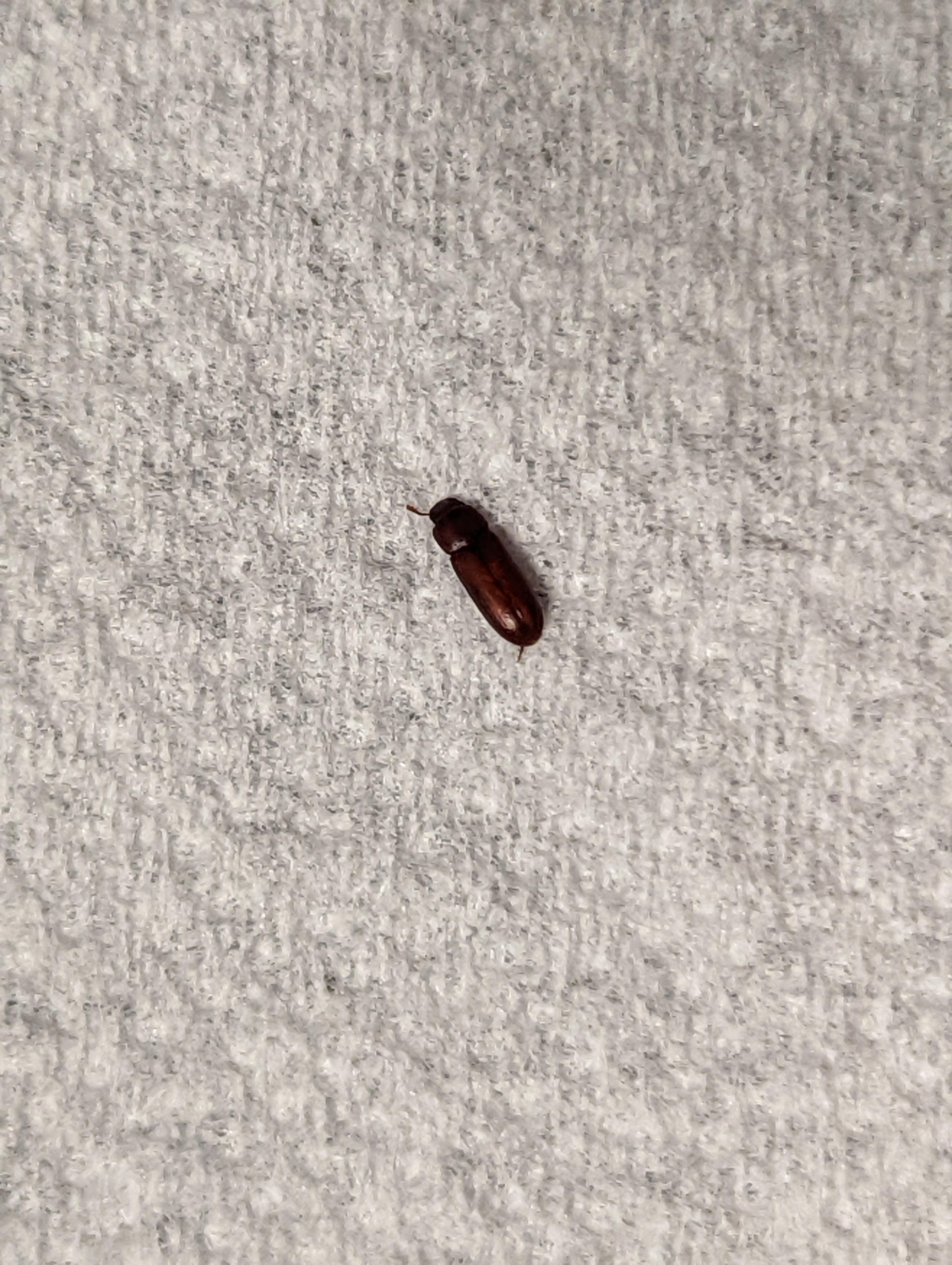 found in my hamsters cage, 75 gal with about 16 in of bedding. what