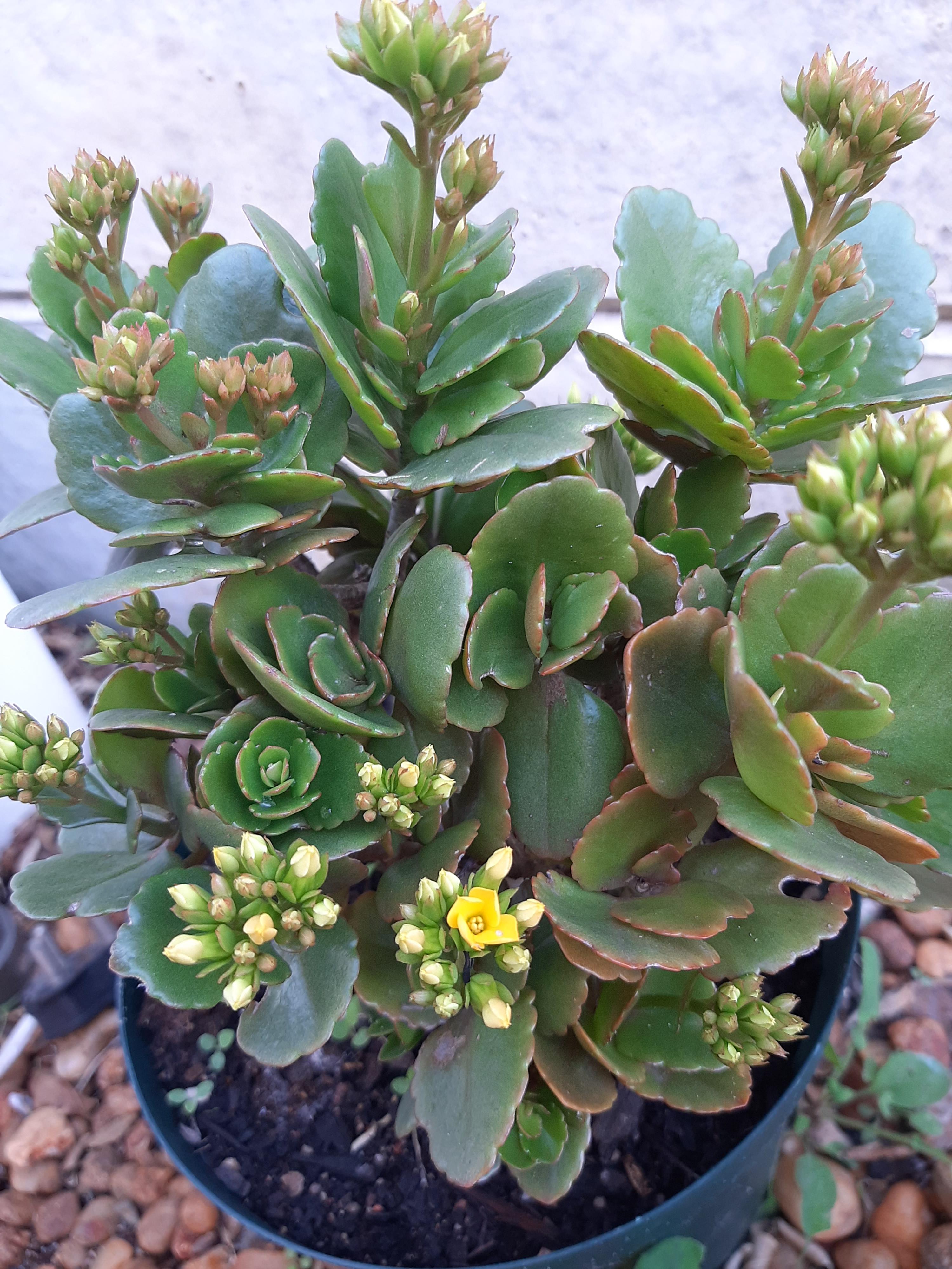 My first kalanchoe bloom of the season! I have had so many of these