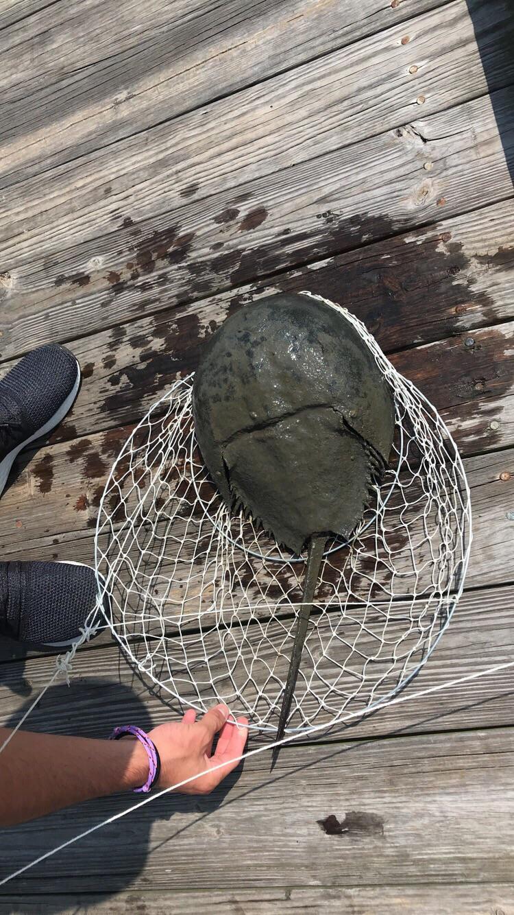 Horseshoe crab caught in North Side Park r/maryland