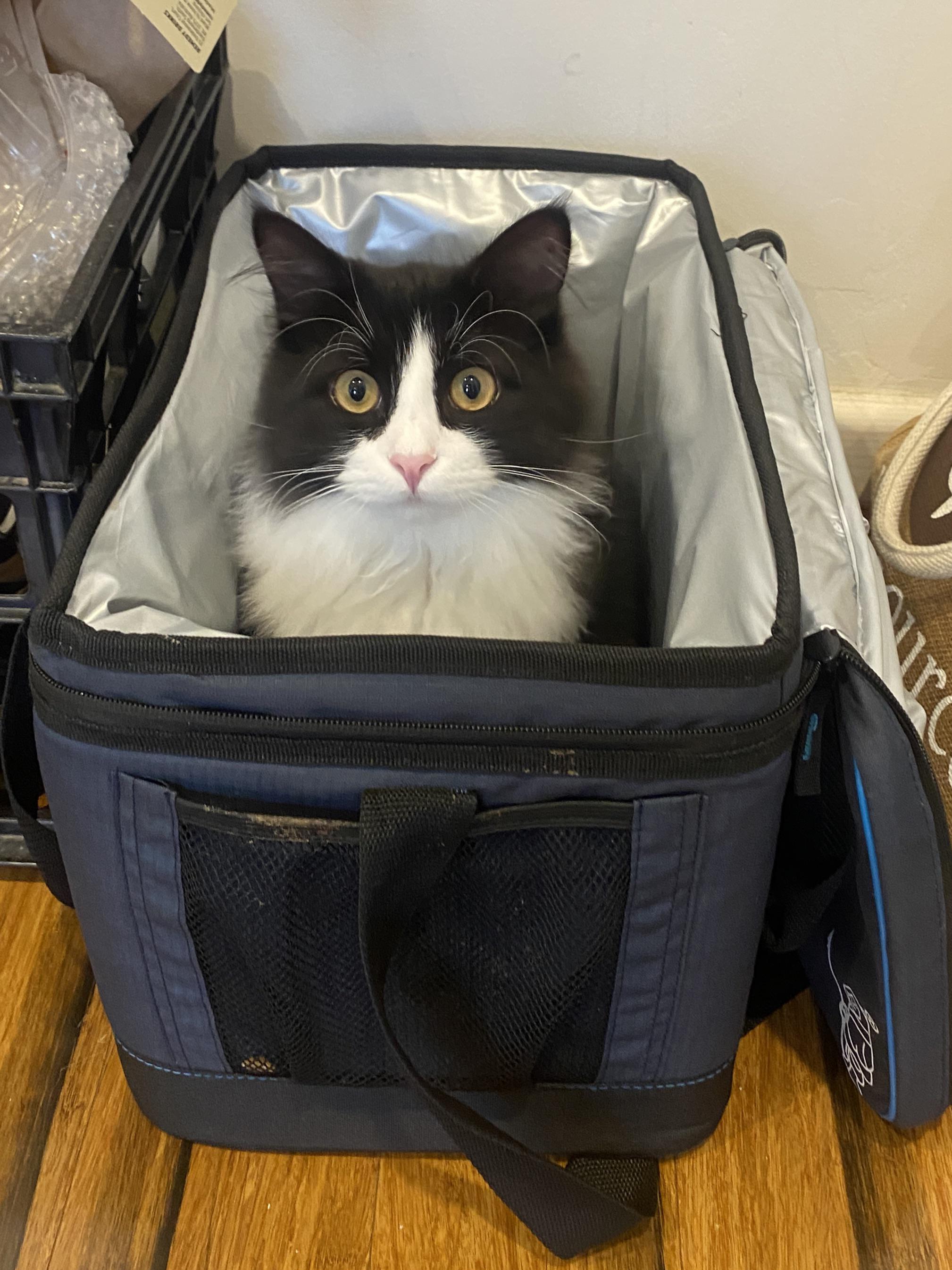 Cat sitting why do cats love to sit in things? Haha [OC]