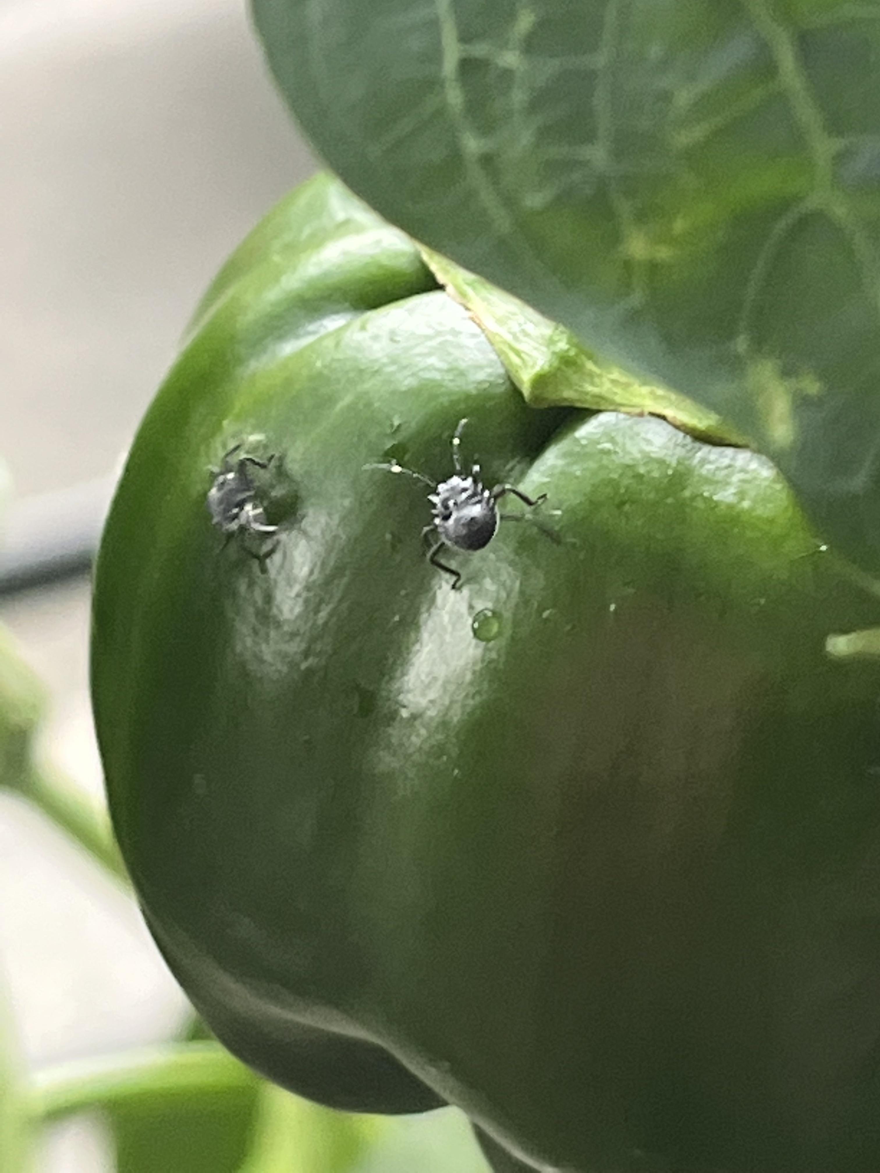 What are these bugs? They are swarming my bell pepper plants. gardening