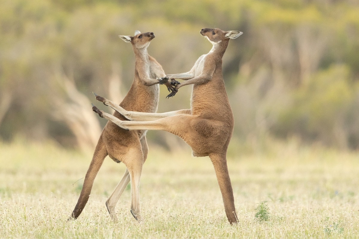 🔥 Kangaroos kickfighting look like they're dancing r/NatureIsFuckingLit