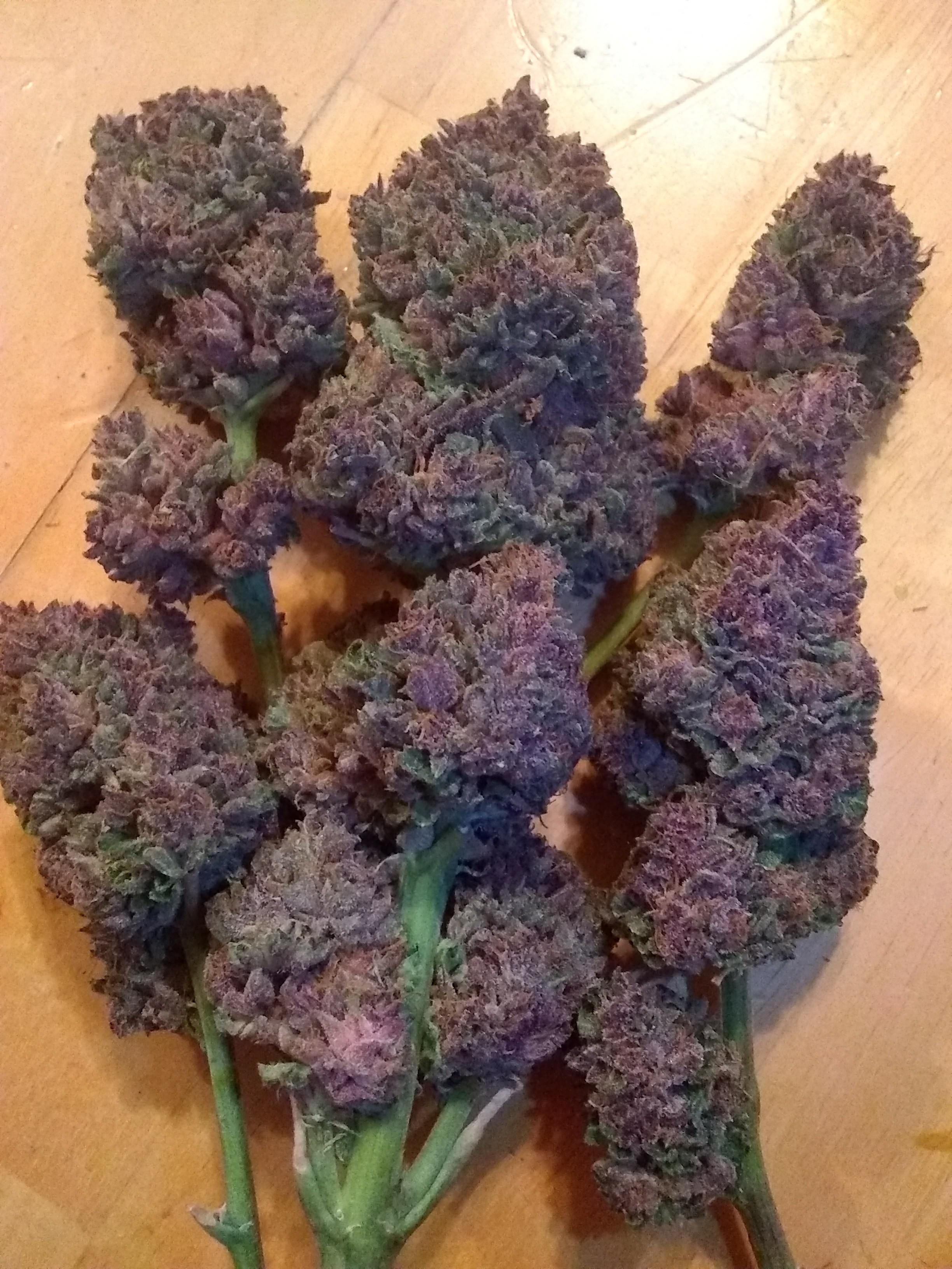 Strawberry nuggets, purple on the outside, pink on the inside r/MephHeads
