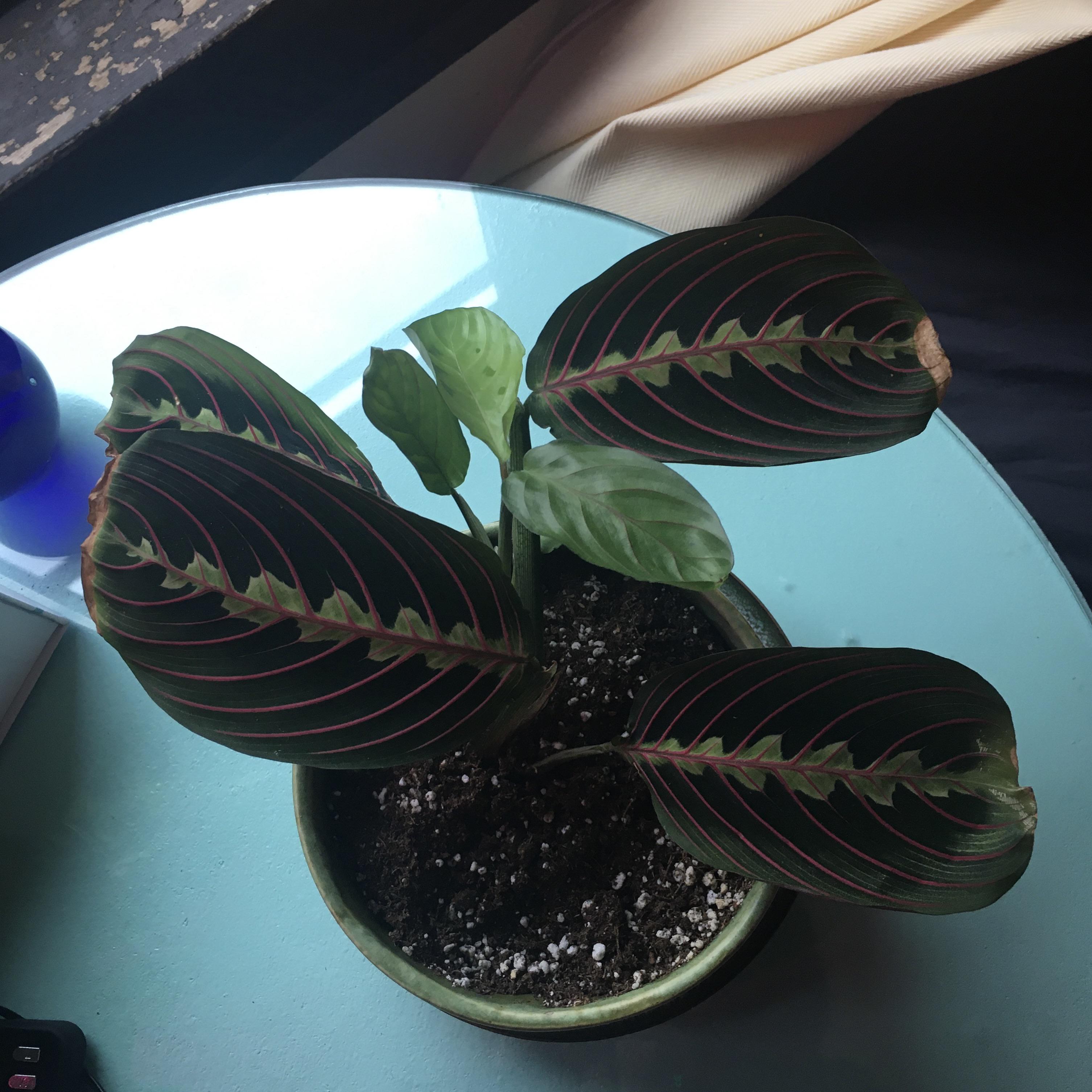 why are my prayer plant’s leaves getting crispy at the ends? r