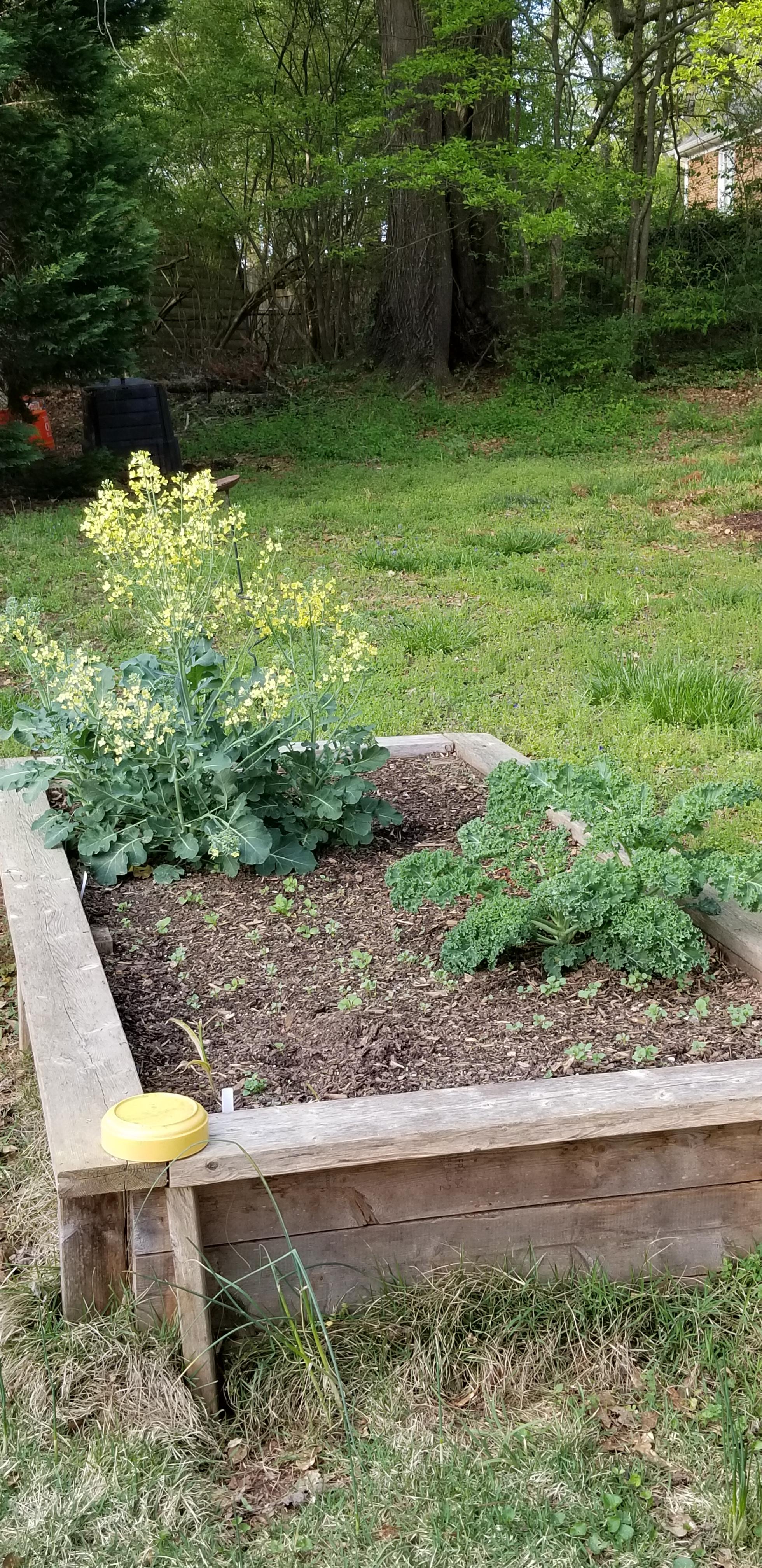 I let my Broccoli bolt r/gardening