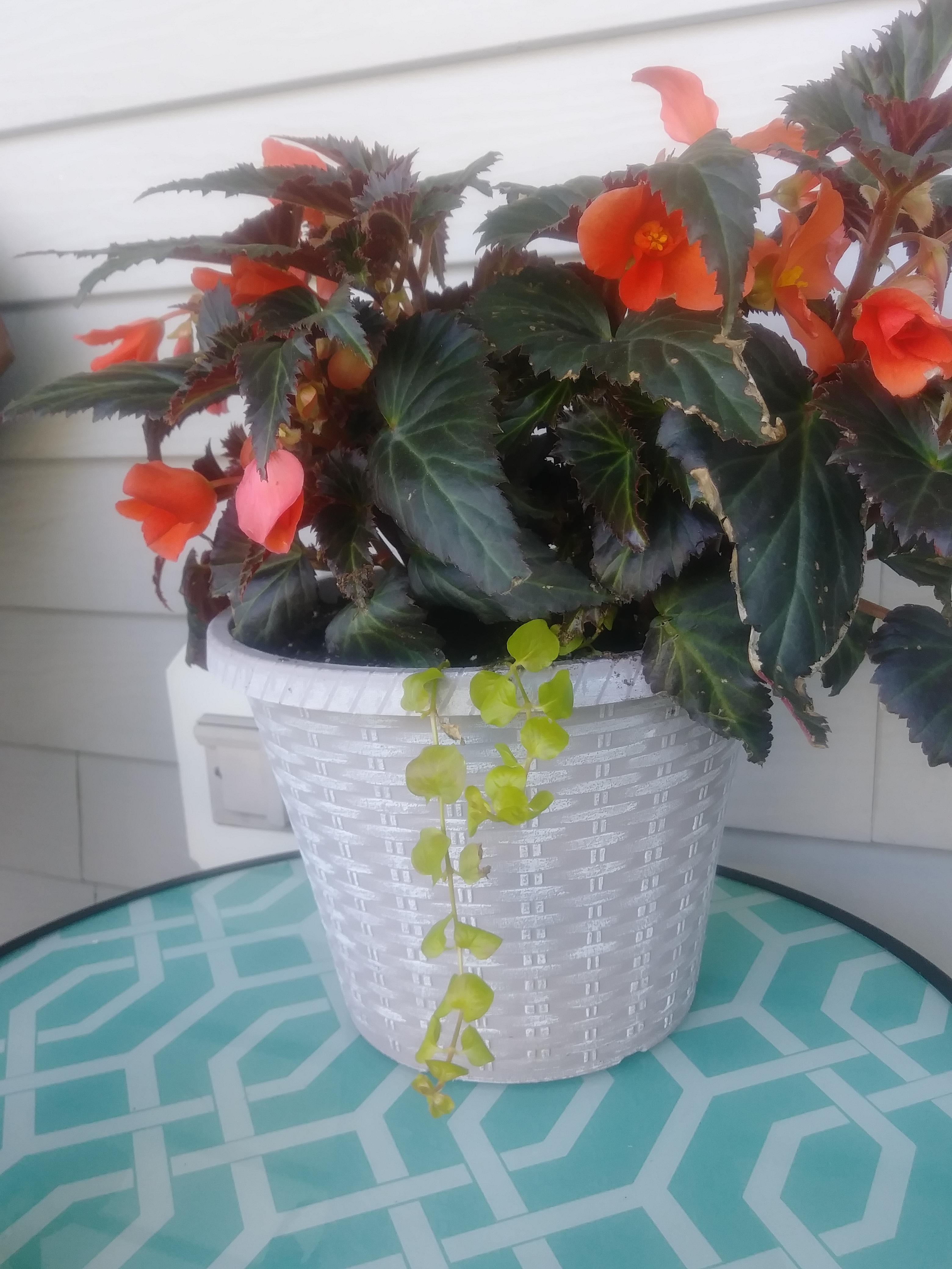Could I bring this inside after summer and have it survive? r/begonias