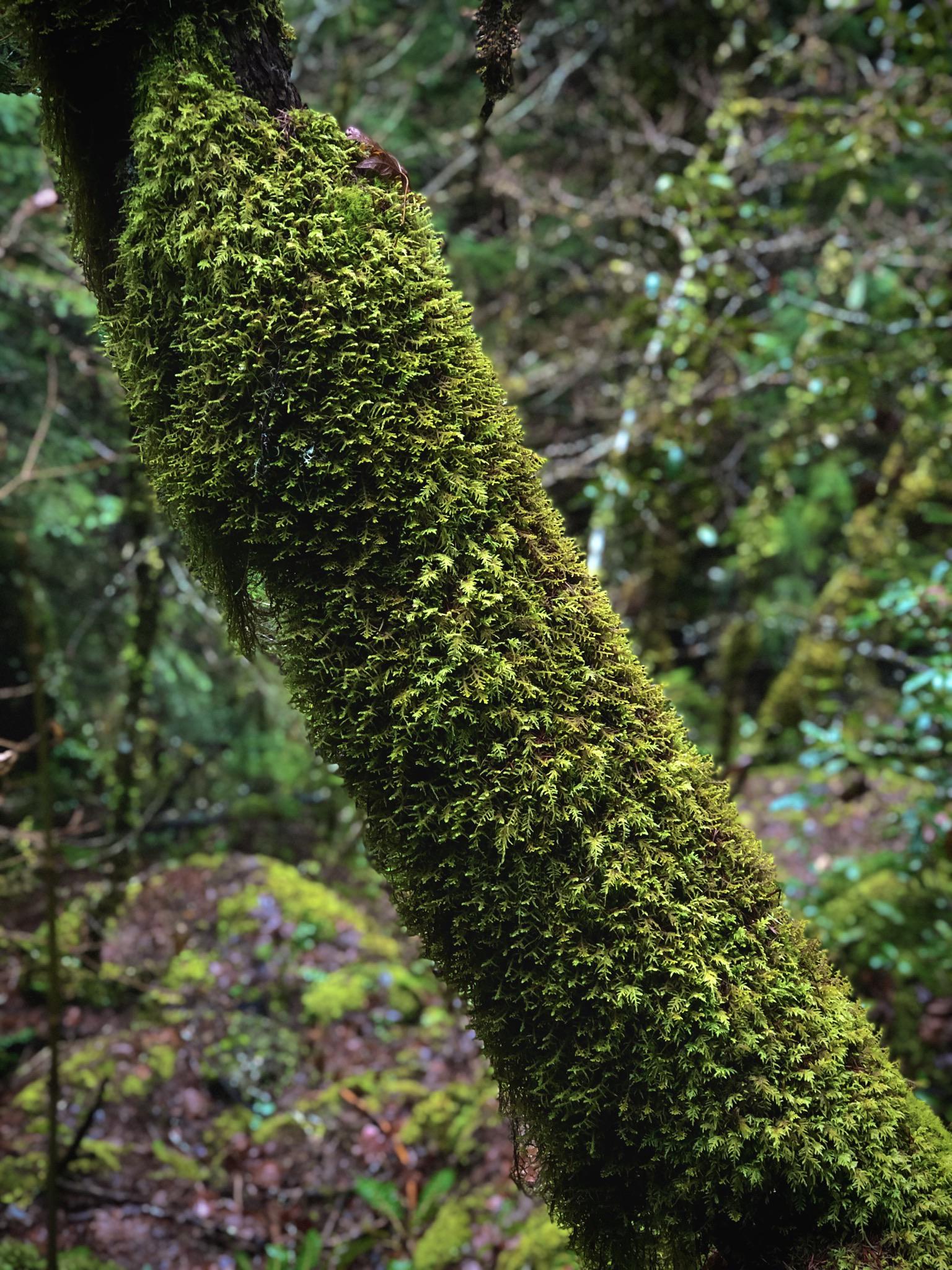 Mosses of Oregon part 3! (So many trees here are just absolutely