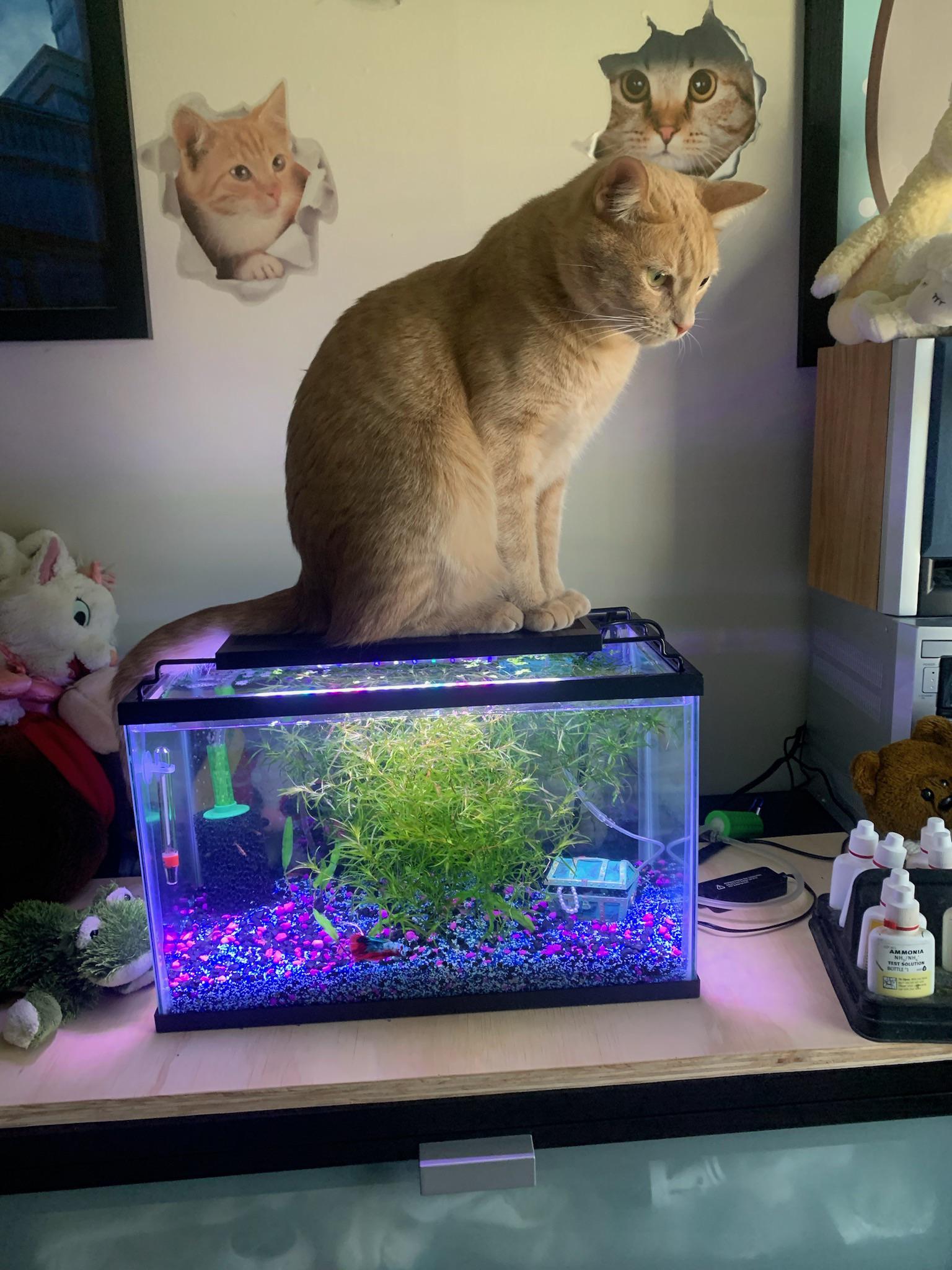 Let's See Some Kitties With The Fish Tanks! How Do Your Cats Treat Your
