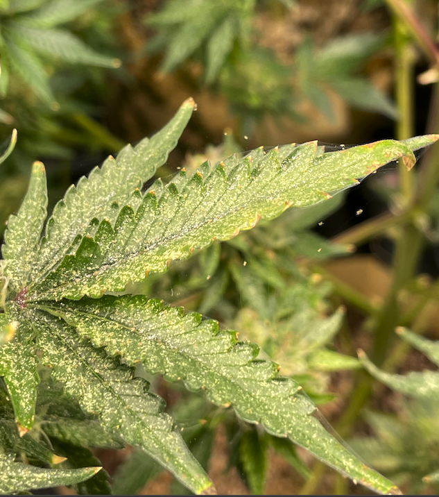 Top 90+ Images Spider Mites On Plants Pictures Sharp