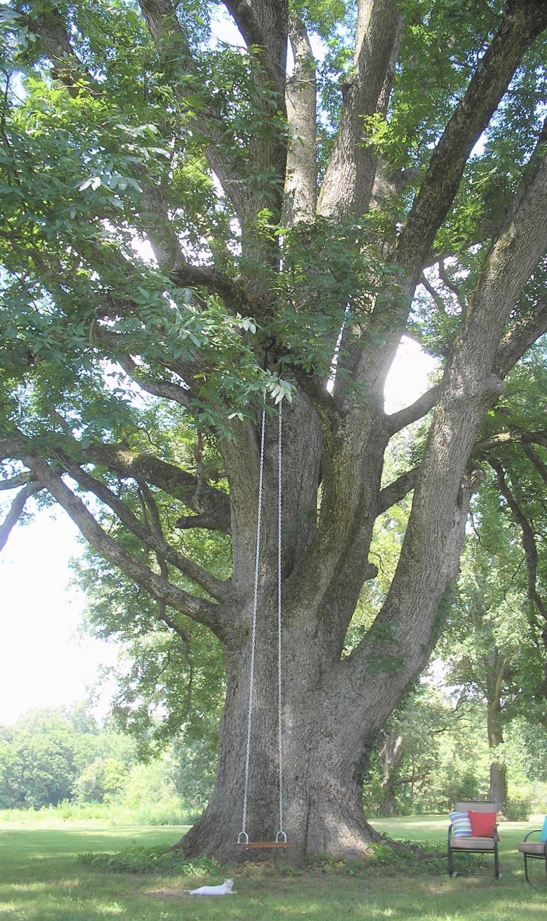 Giant Pecan tree that lives at my sister’s house r/marijuanaenthusiasts