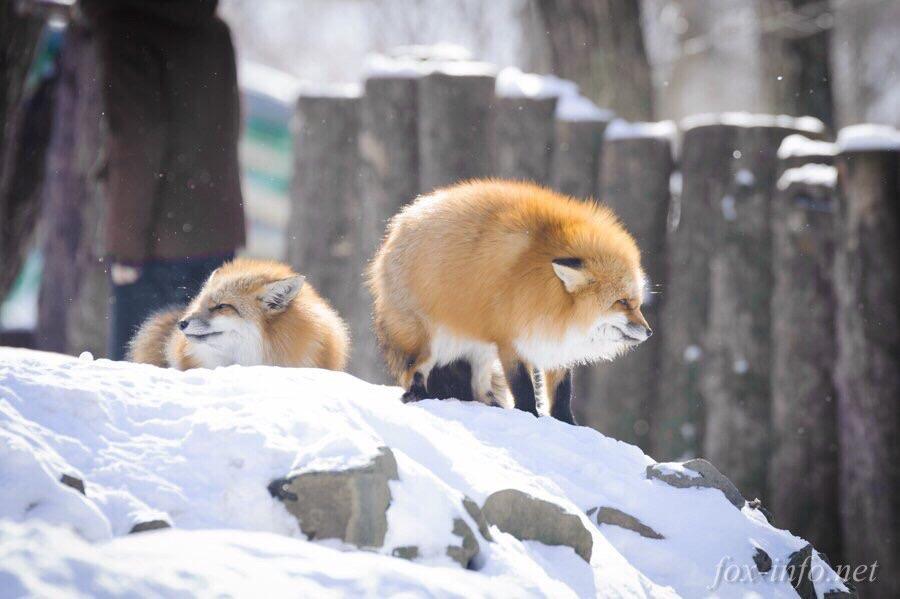 Since everyone seemed to like my last post of fluffy foxes, here's more