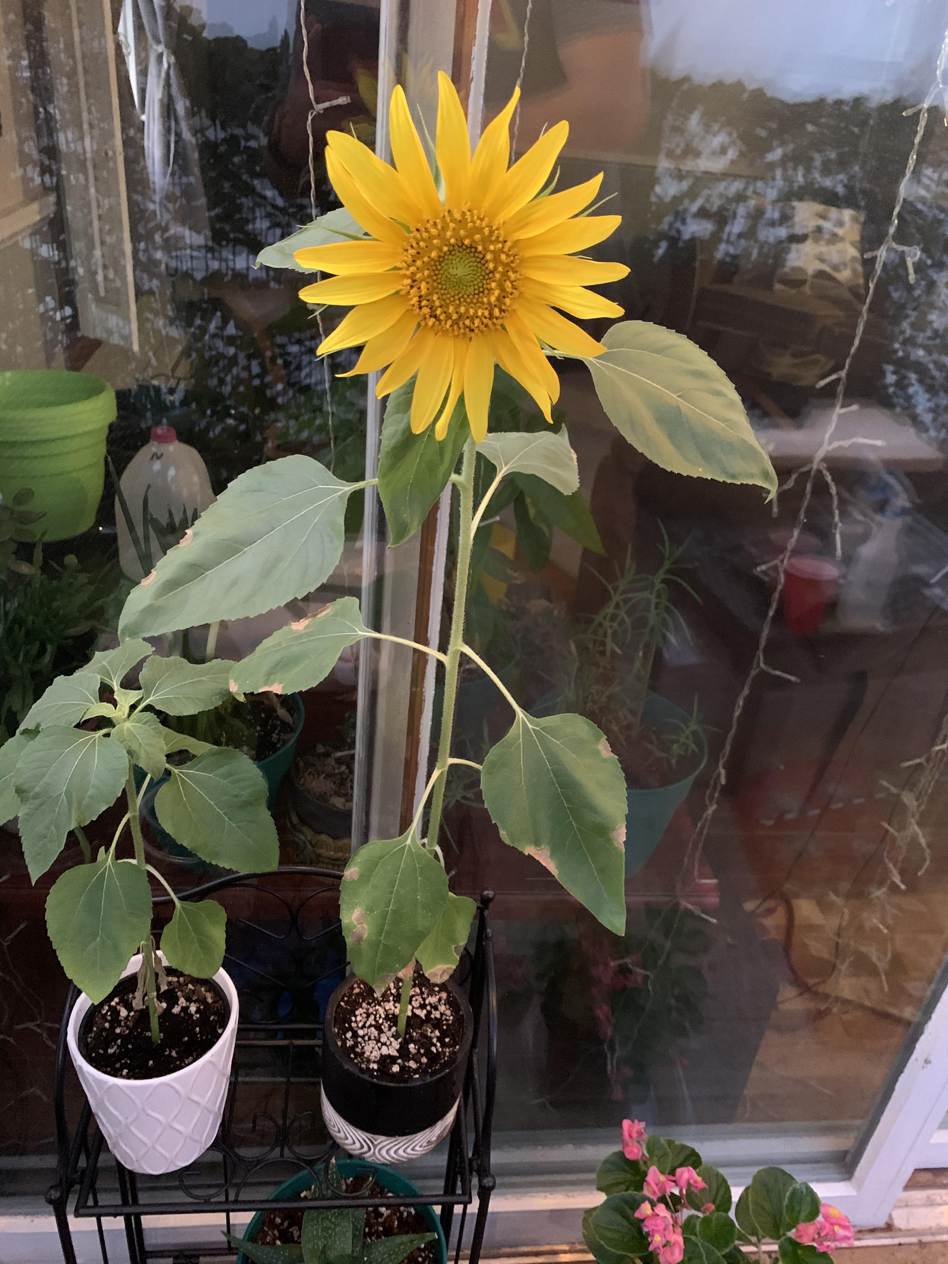 Check out my indoor sunflowers!